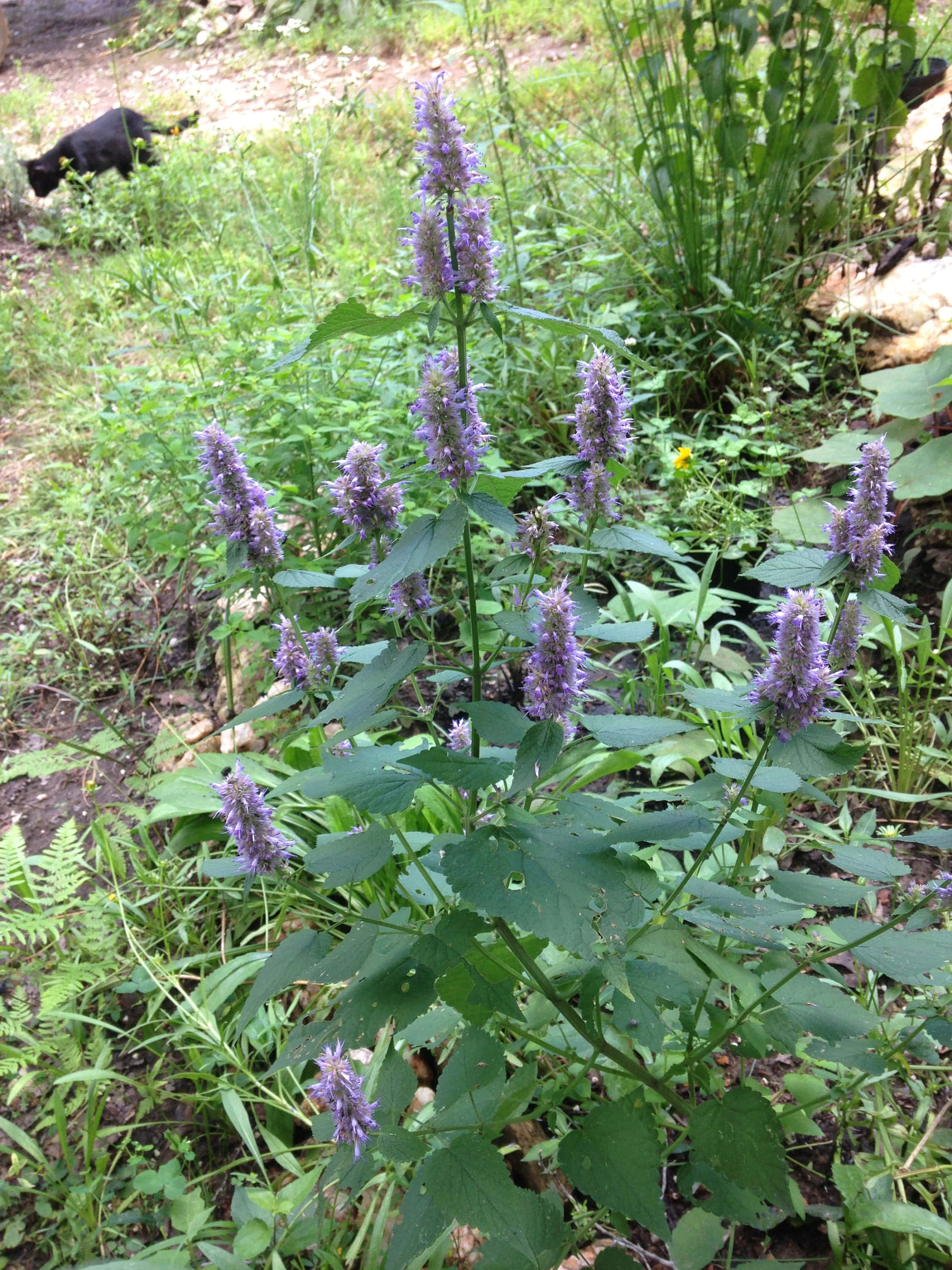 Purple Licorice, tall purple flower spikes, lush green foliage, 2K Phone Wallpaper