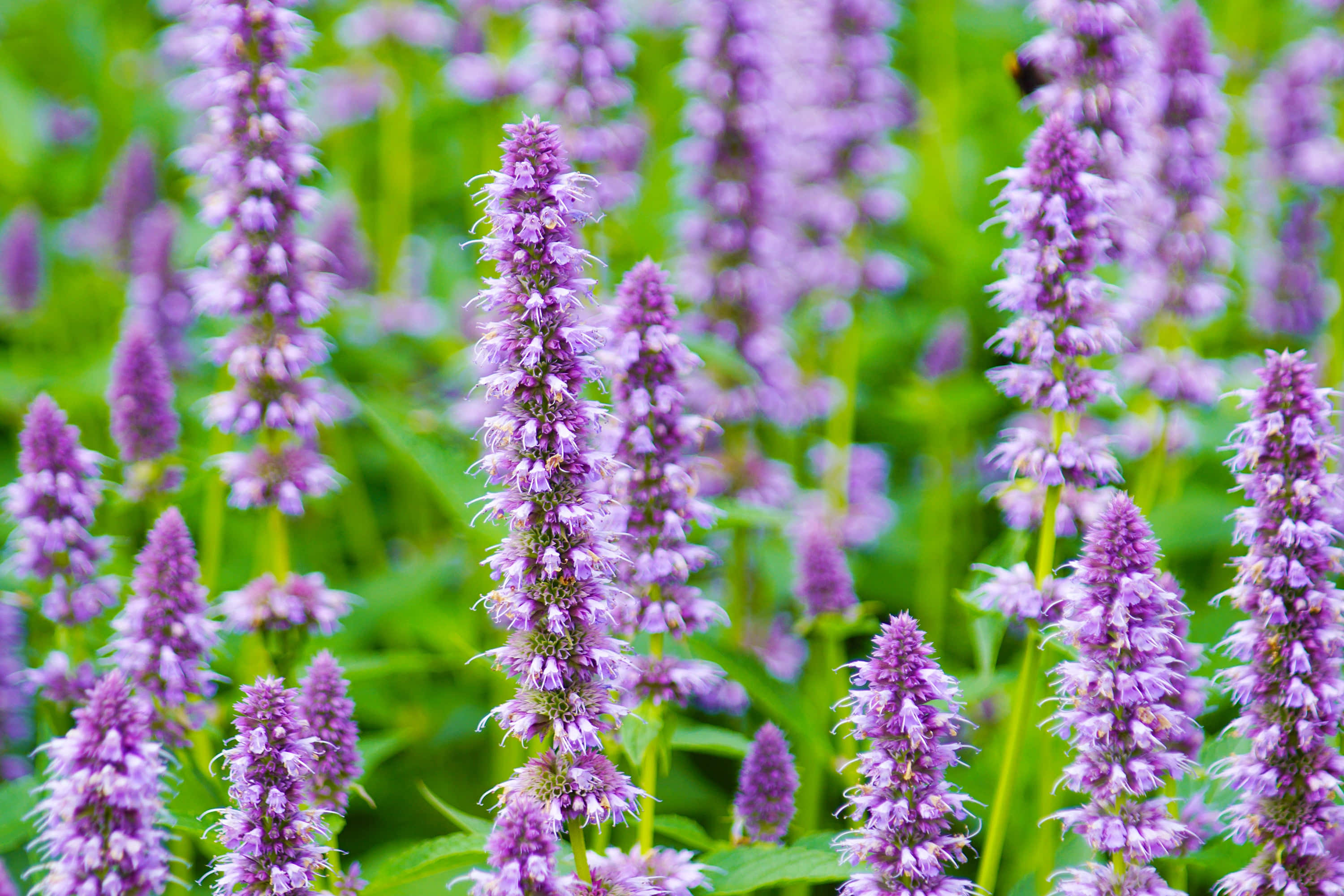 Purple Licorice, 3000 x 2000, purple flowers, 2K Desktop Wallpaper