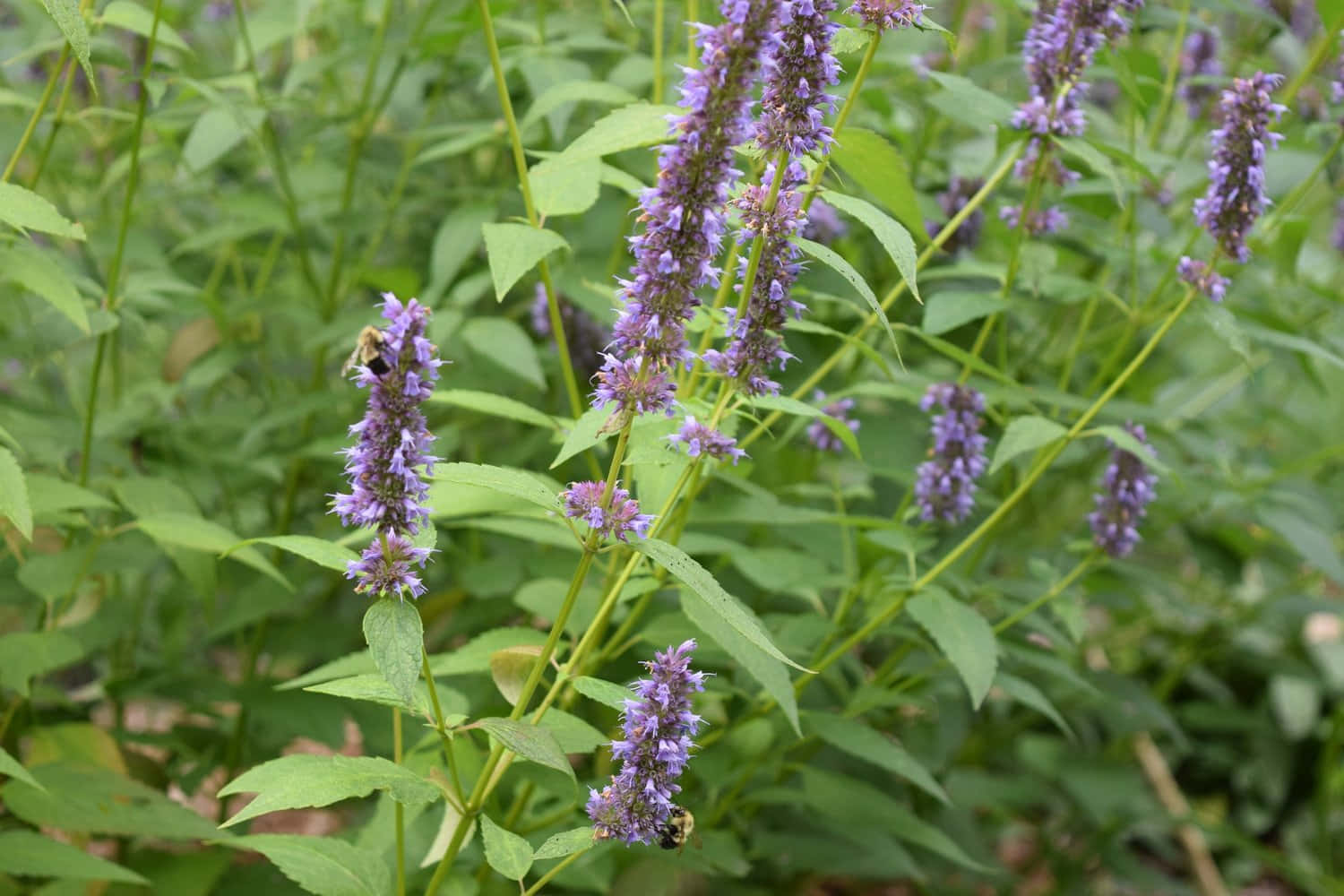 Purple Licorice, flower spikes, bees, HD Desktop Wallpaper