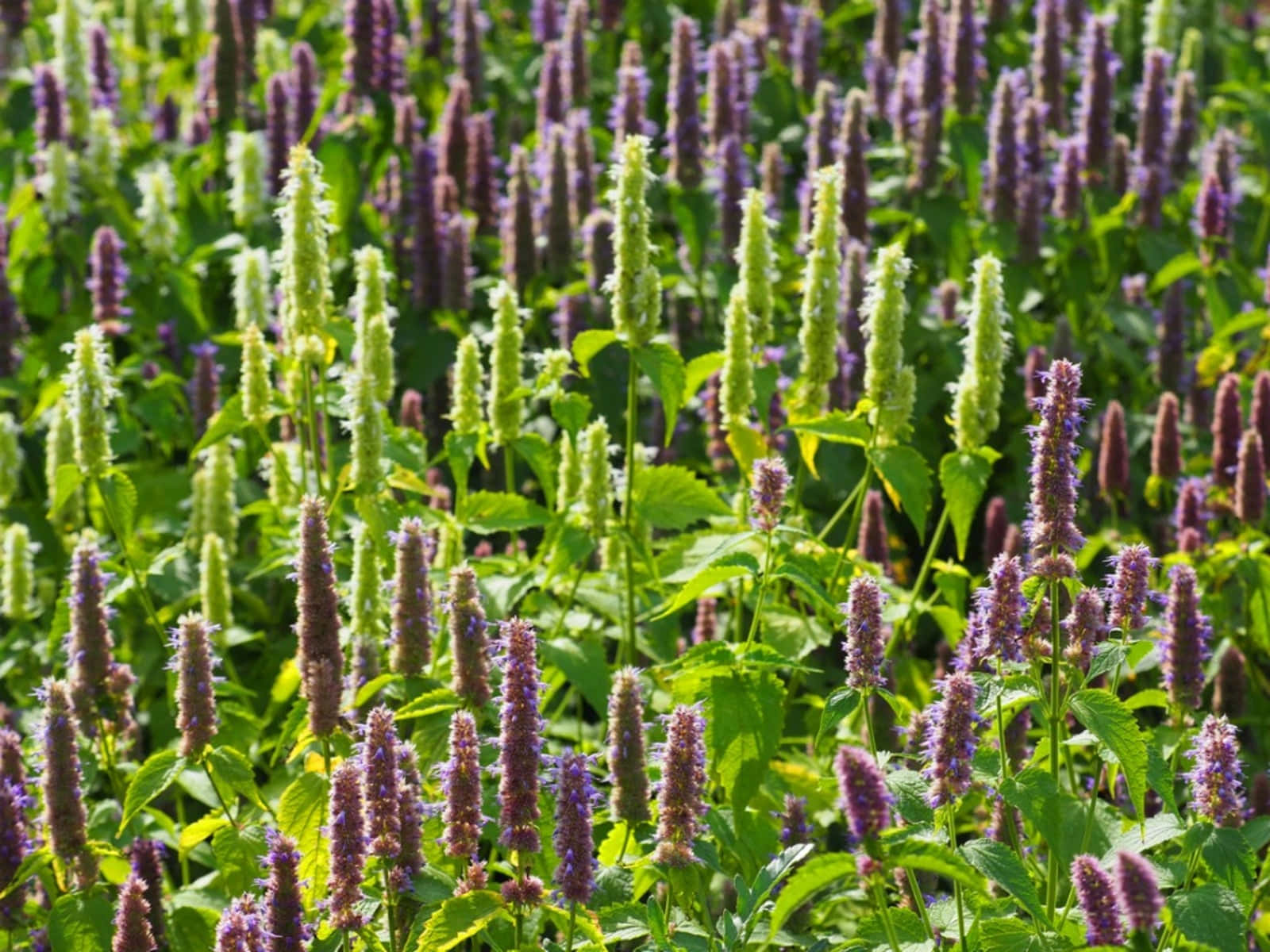 Purple Licorice, vibrant field, purple and green flowering plants, HD Desktop Wallpaper