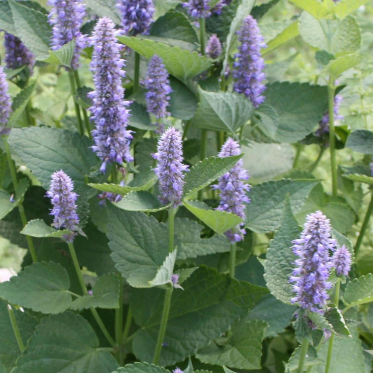 purple licorice, vibrant purple spikes, flowering plant, HD Desktop Wallpaper