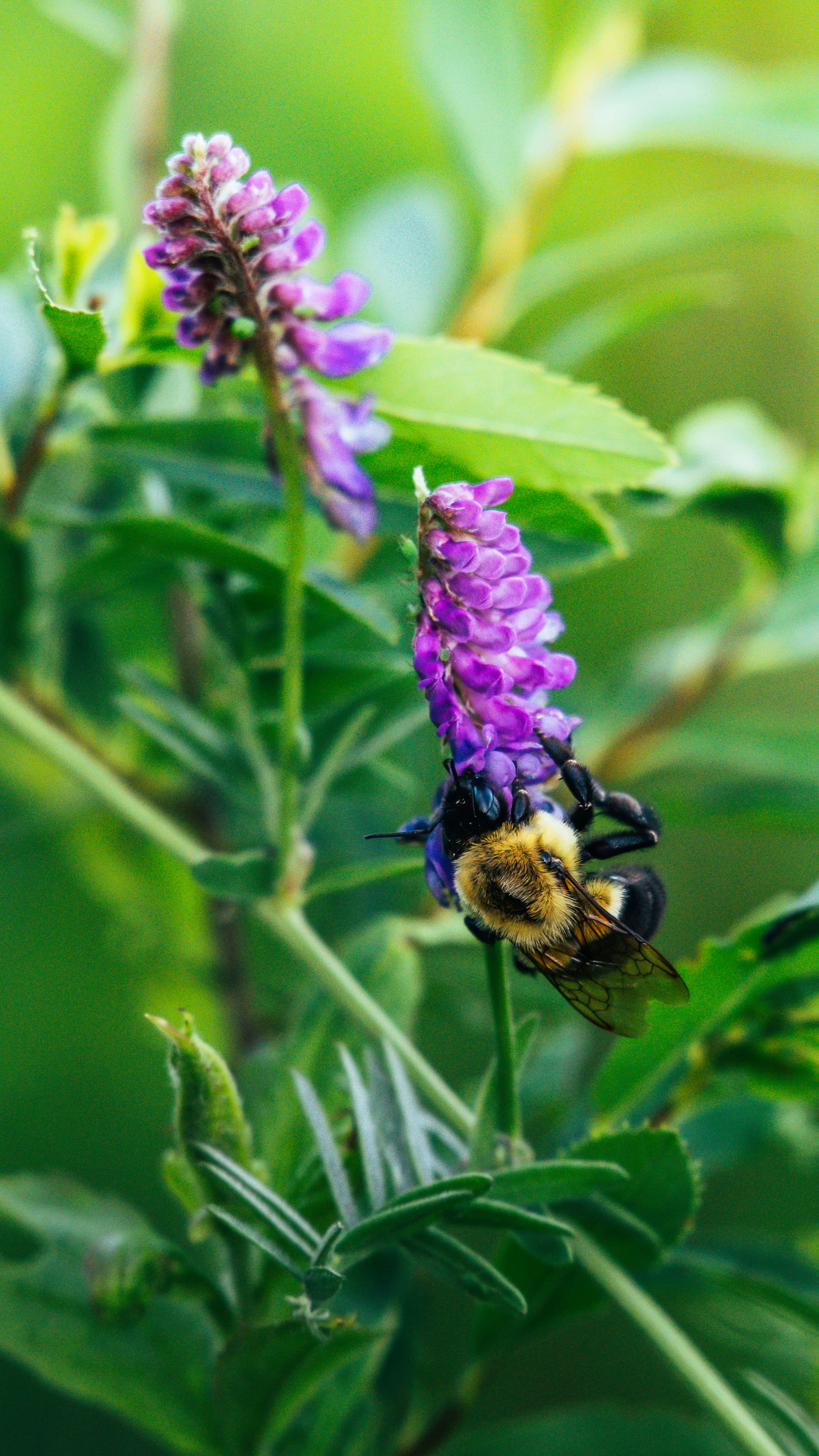 Purple Licorice, fuzzy bumblebee, vibrant purple flower spike, 4K Phone Wallpaper