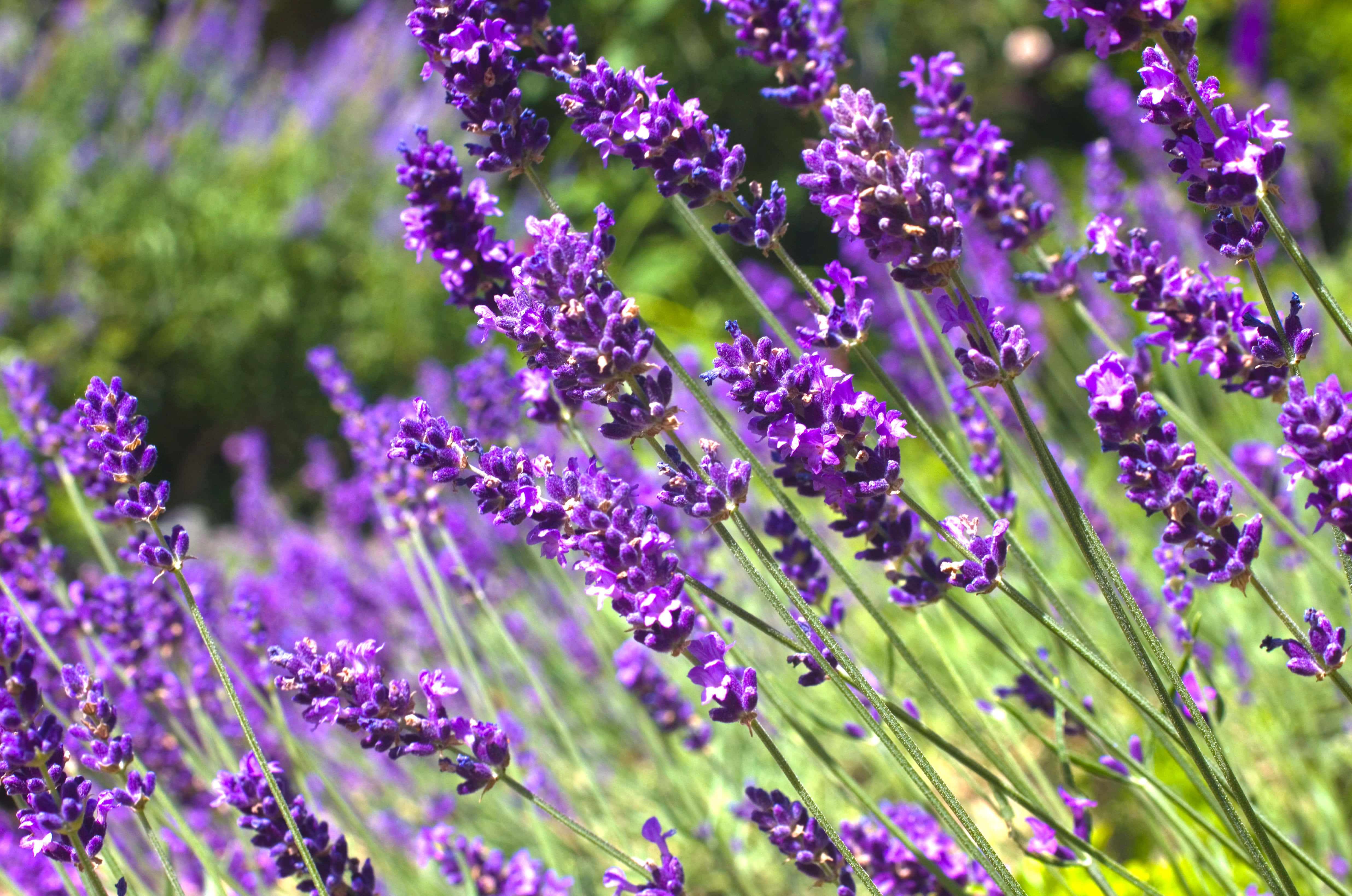 Purple Licorice, vibrant purple lavender blooms, sunlit garden, 4K Desktop Wallpaper