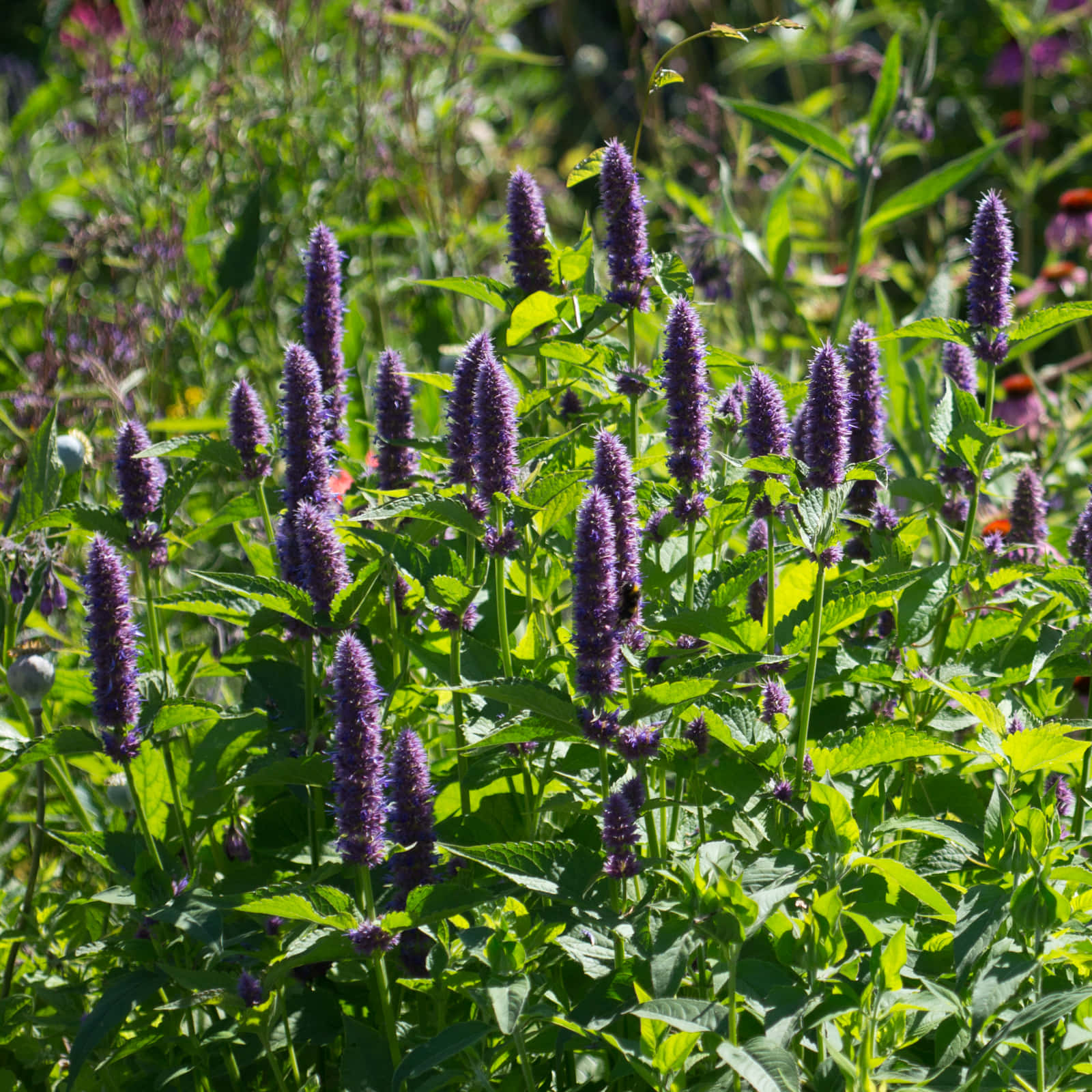 Purple Licorice, vibrant purple spikes, wildflower bloom, HD Desktop Wallpaper