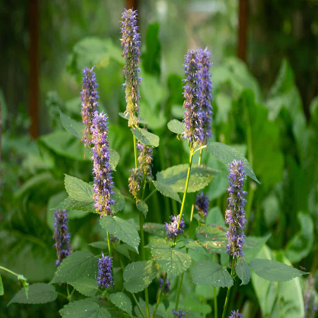 purple licorice, tall spikes of purple flowers, lush green leaves, SD Desktop Wallpaper