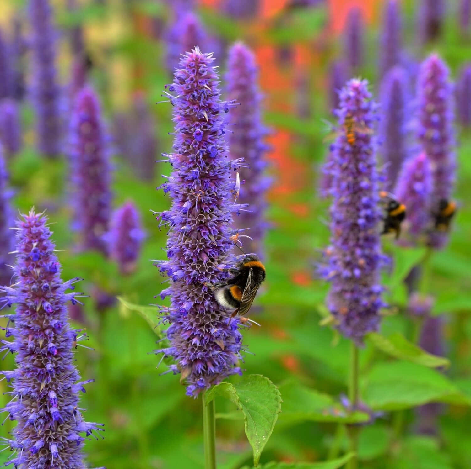 purple licorice, bumblebee, purple flower spike, HD Desktop Wallpaper