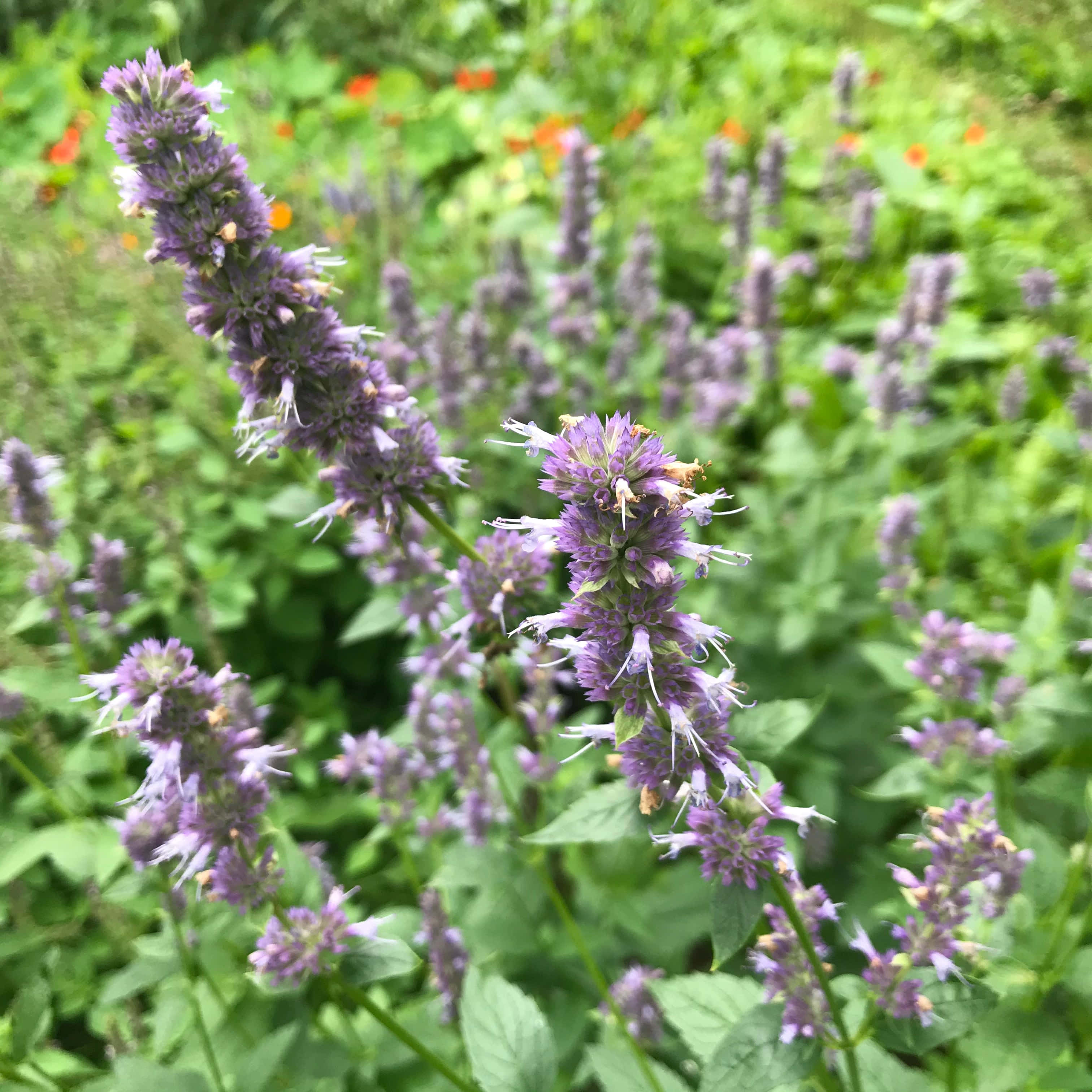 Purple Licorice, 3024 x 3024, purple flowers, 2K Desktop Wallpaper