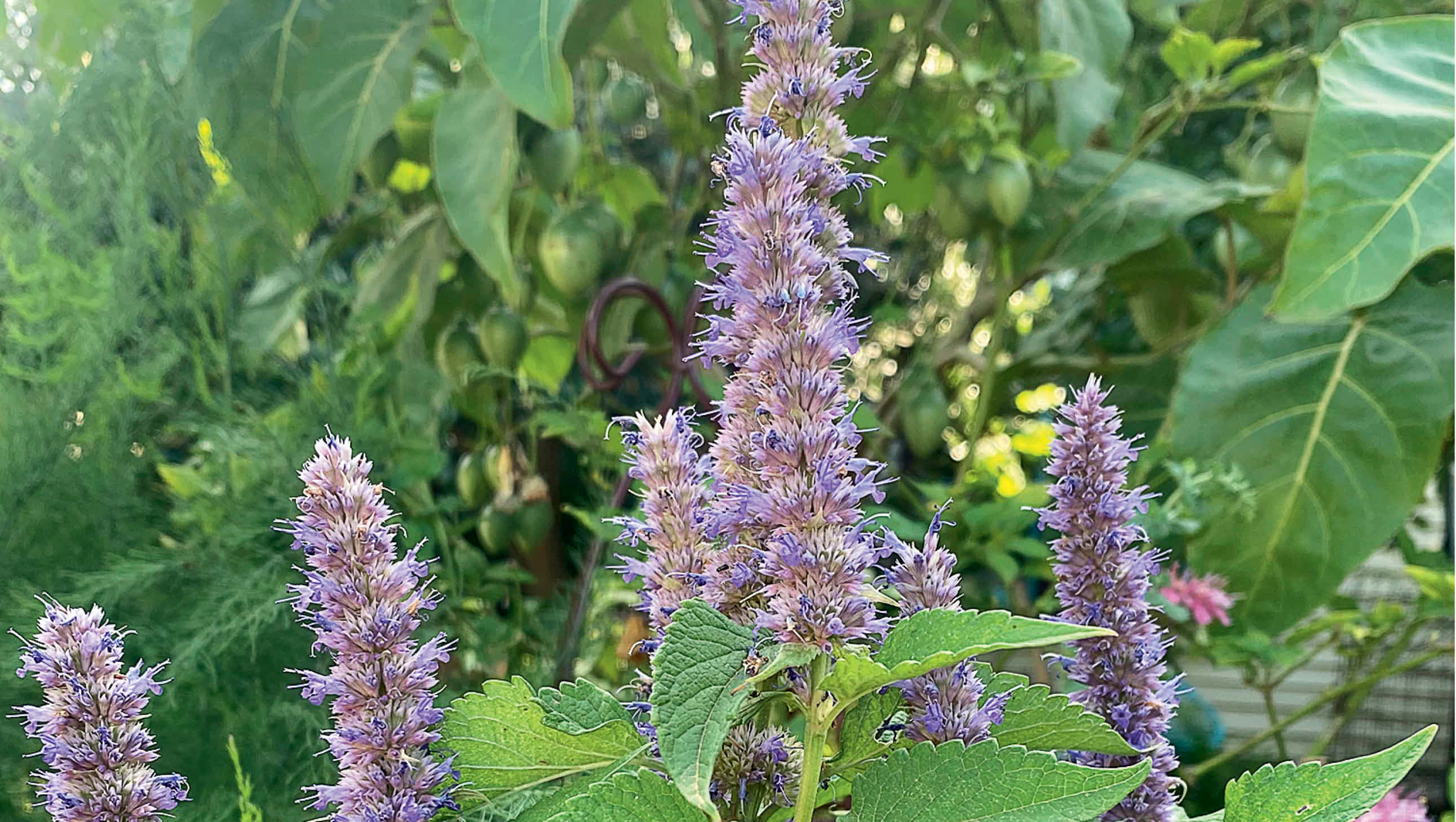 Purple Licorice, tall spikes of delicate purple flowers, lush green foliage, 2K Desktop Wallpaper