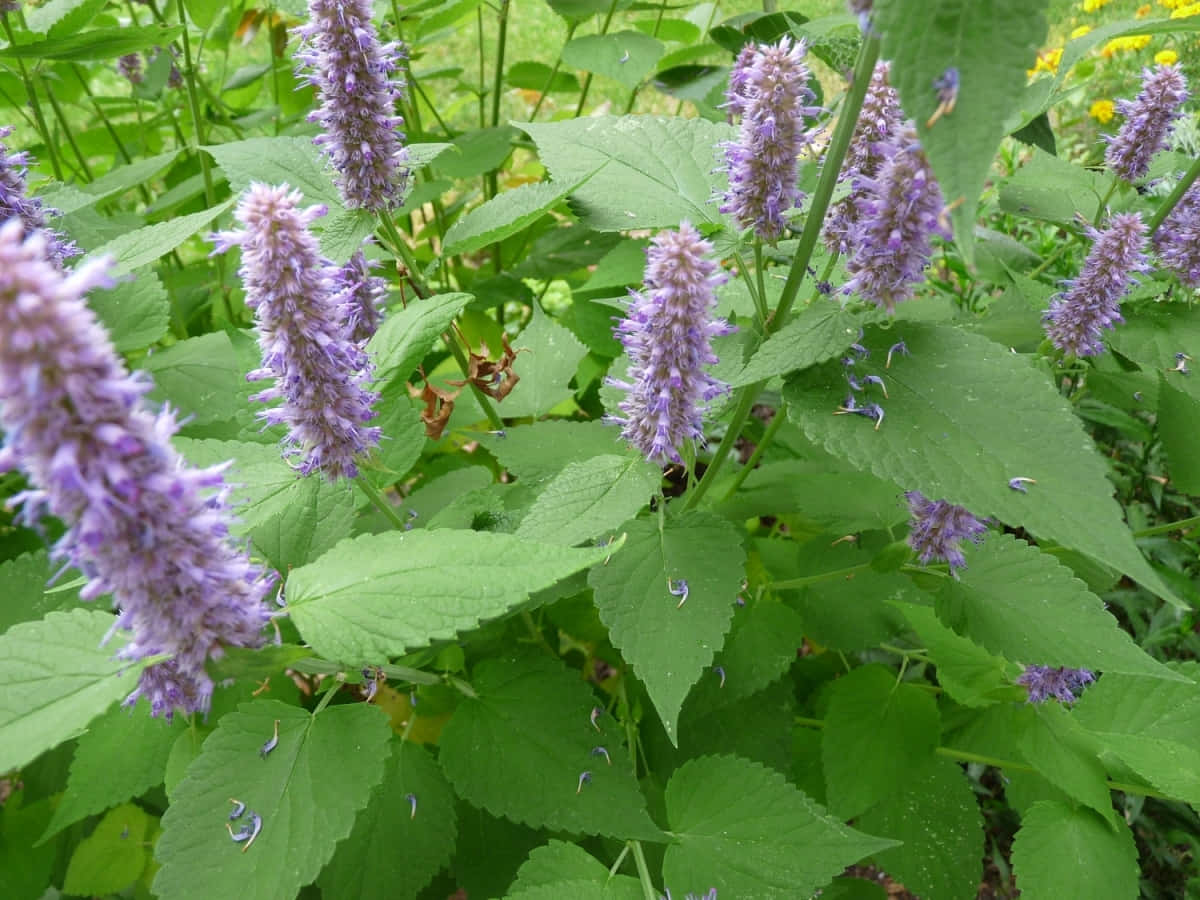 Purple Licorice, agastache, vibrant purple, SD Desktop Wallpaper