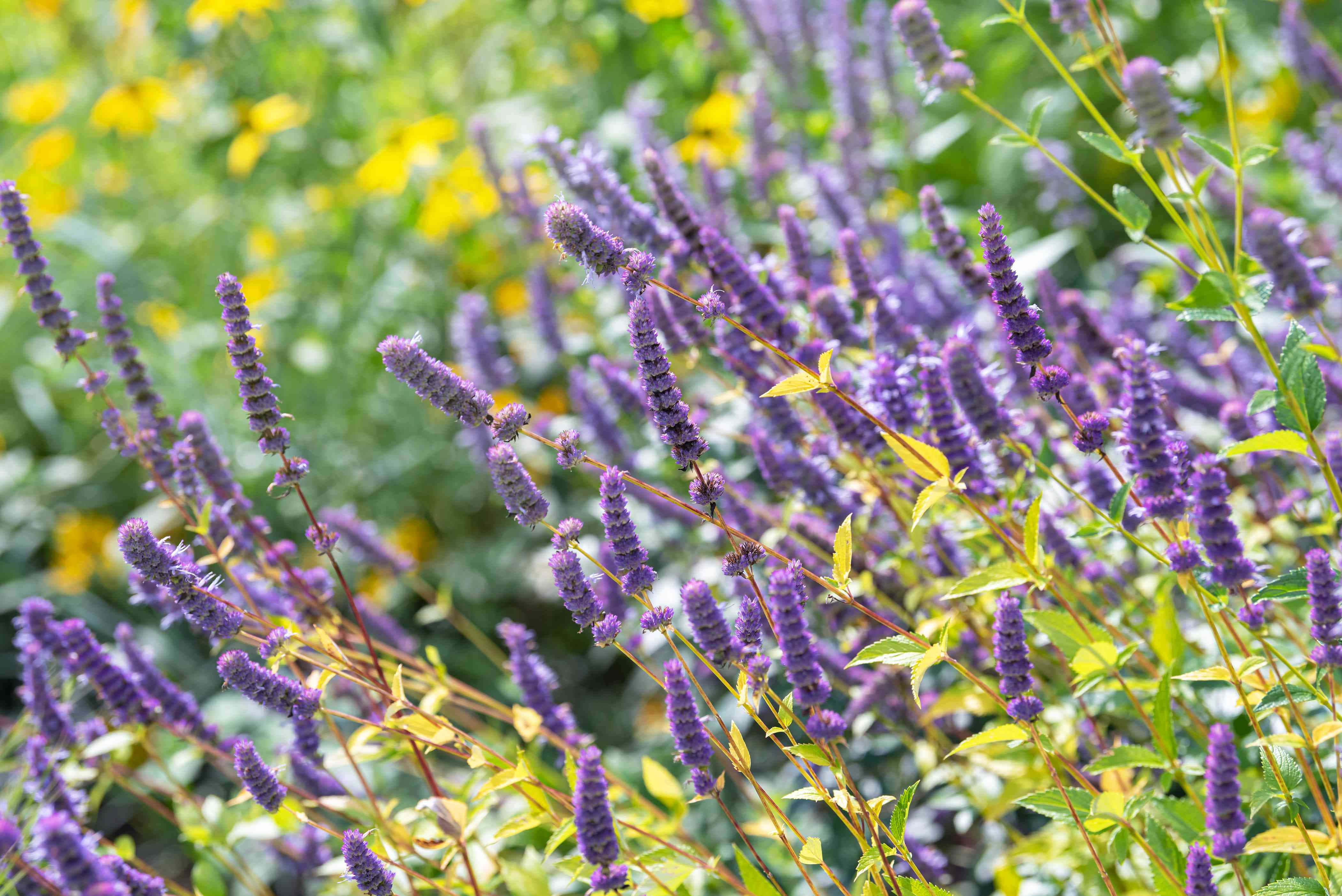 purple licorice, vibrant purple flower spikes, soft-focus backdrop, 4K Desktop Wallpaper