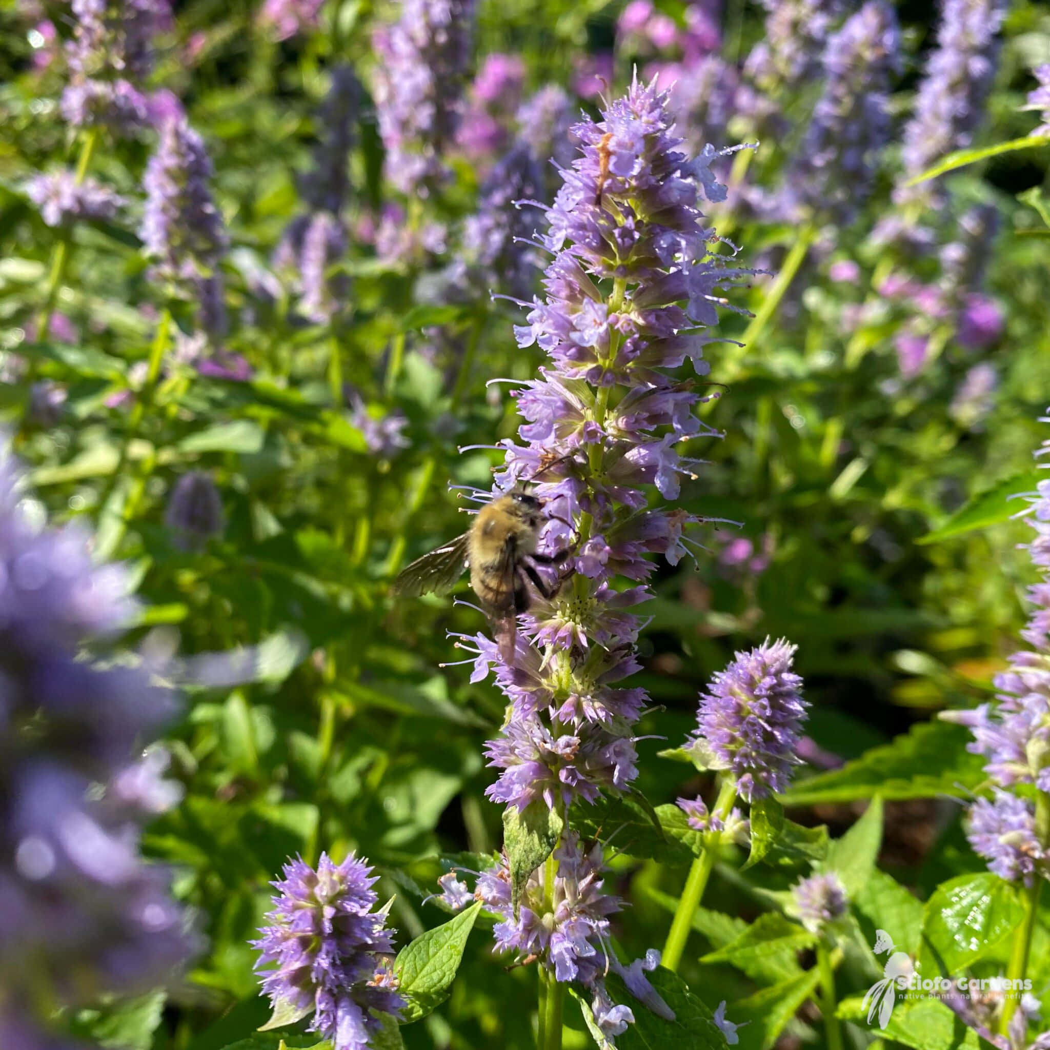 purple licorice, lavender flowers, bumblebee, Full HD Desktop Wallpaper