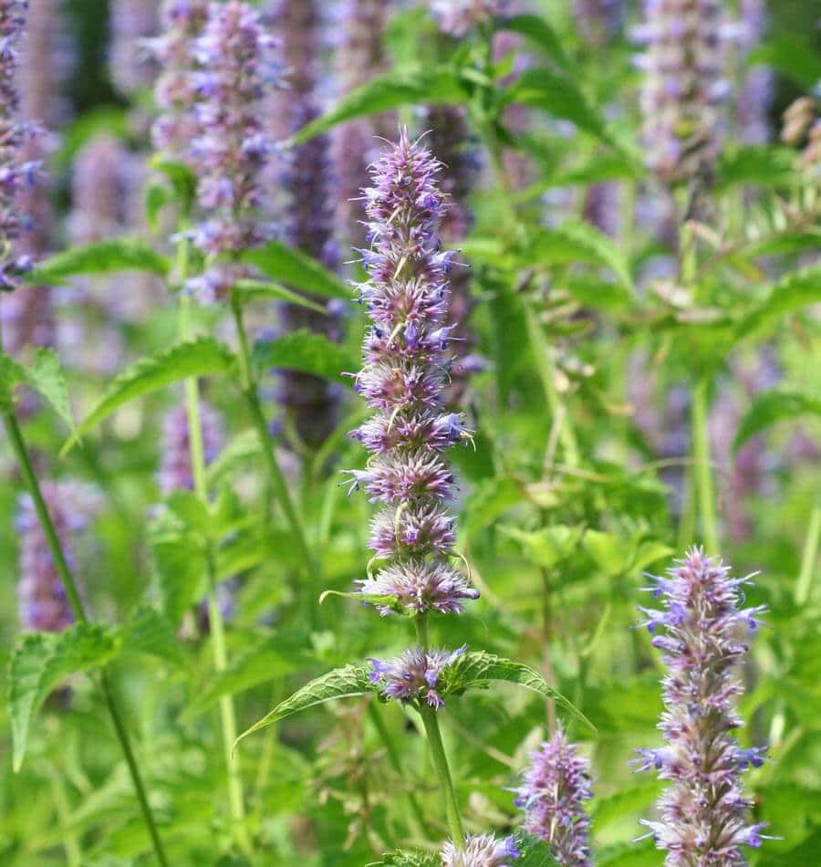 Purple Licorice, tall spikes of delicate purple flowers, vibrant green leaves, SD Phone Wallpaper