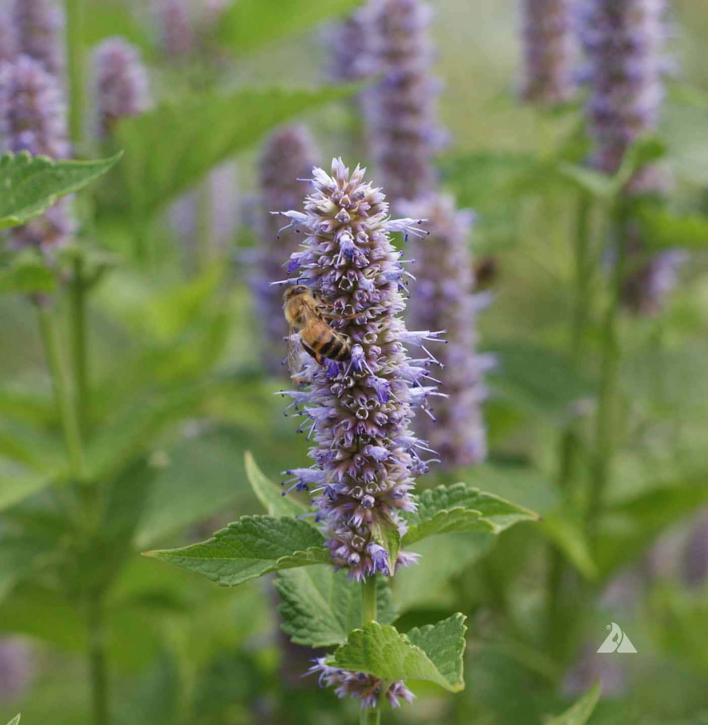 Purple Licorice, lavender purple flowers, honeybee, HD Phone Wallpaper