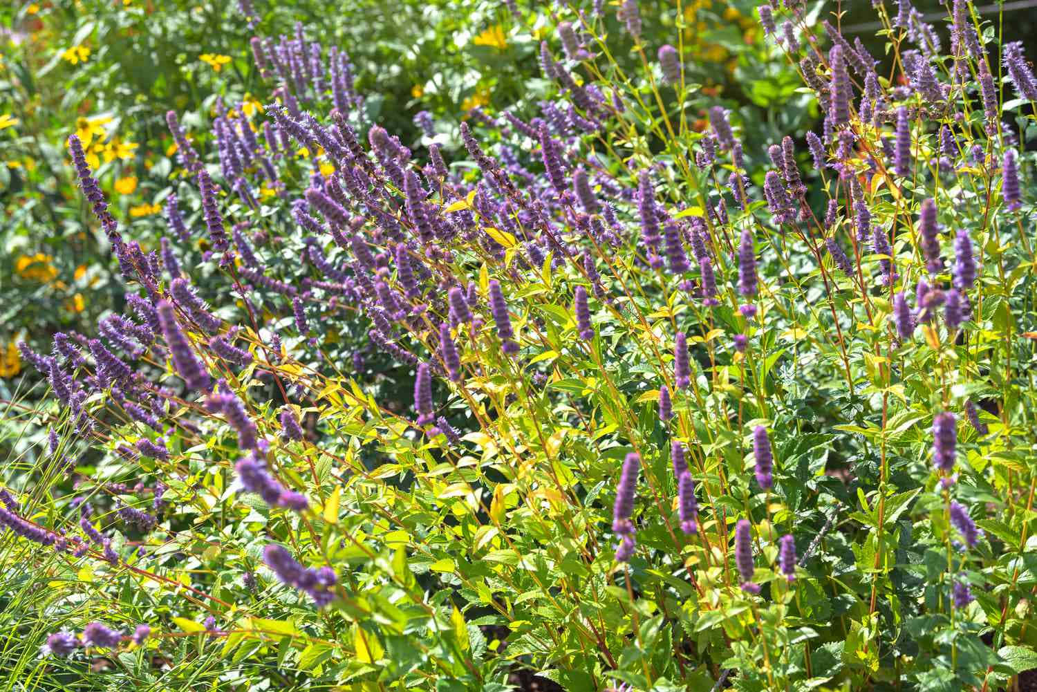purple licorice, vibrant purple flower spikes, lush green foliage, HD Desktop Wallpaper