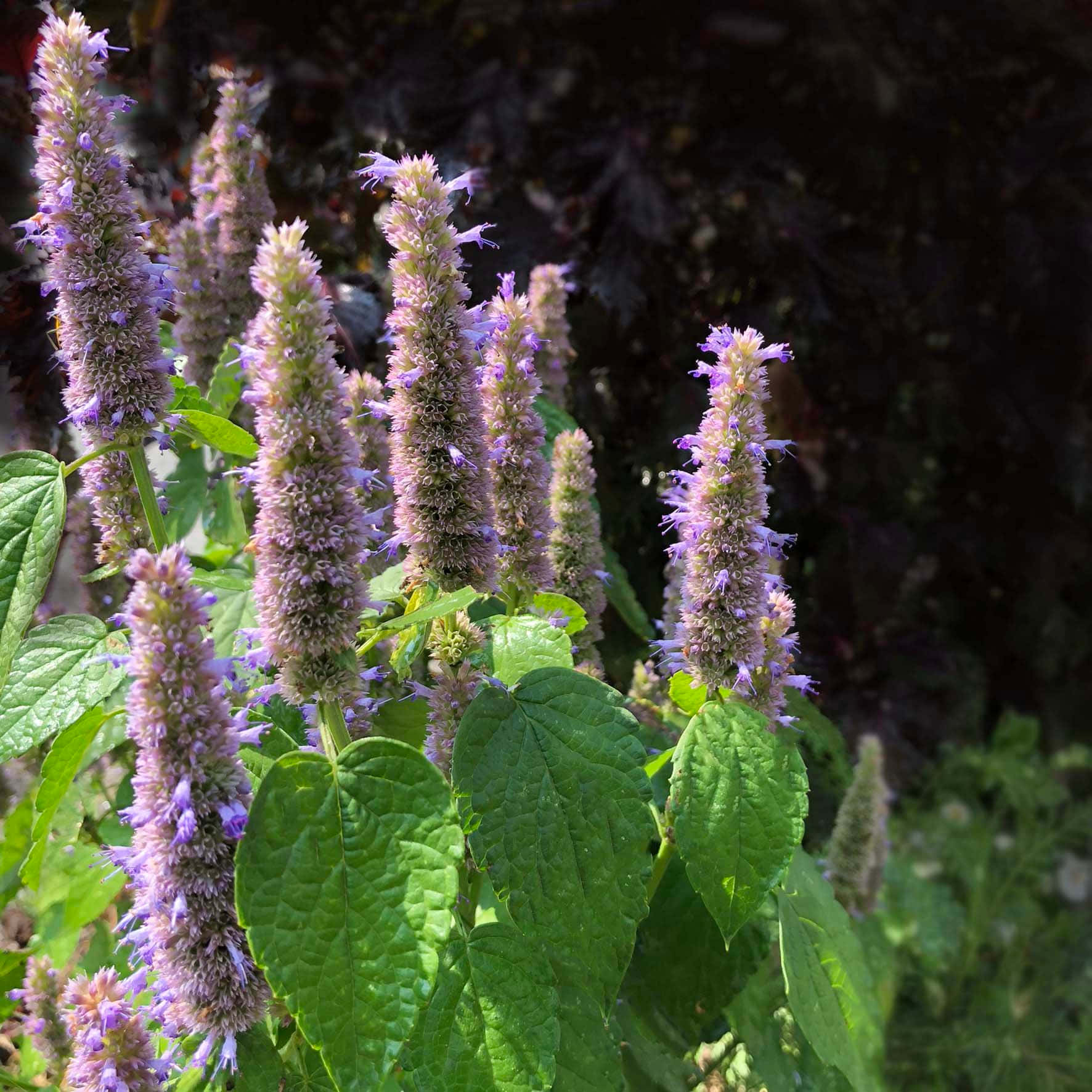Purple Licorice, lavender purple flowers, vibrant green leaves, HD Desktop Wallpaper