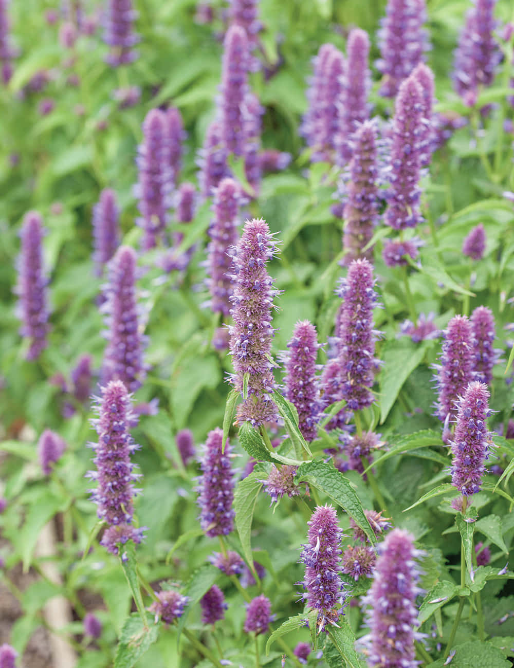 Purple Licorice, tall spikes of purple flowers, vibrant green leaves, HD Phone Wallpaper