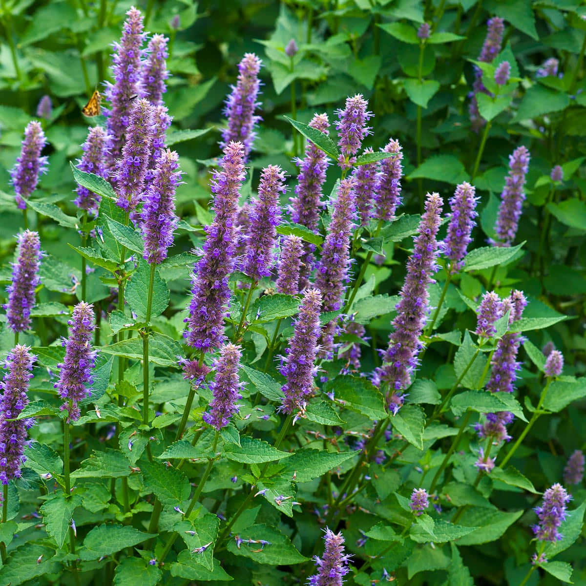 Purple Licorice, vibrant purple flower spikes, lush green foliage, SD Desktop Wallpaper