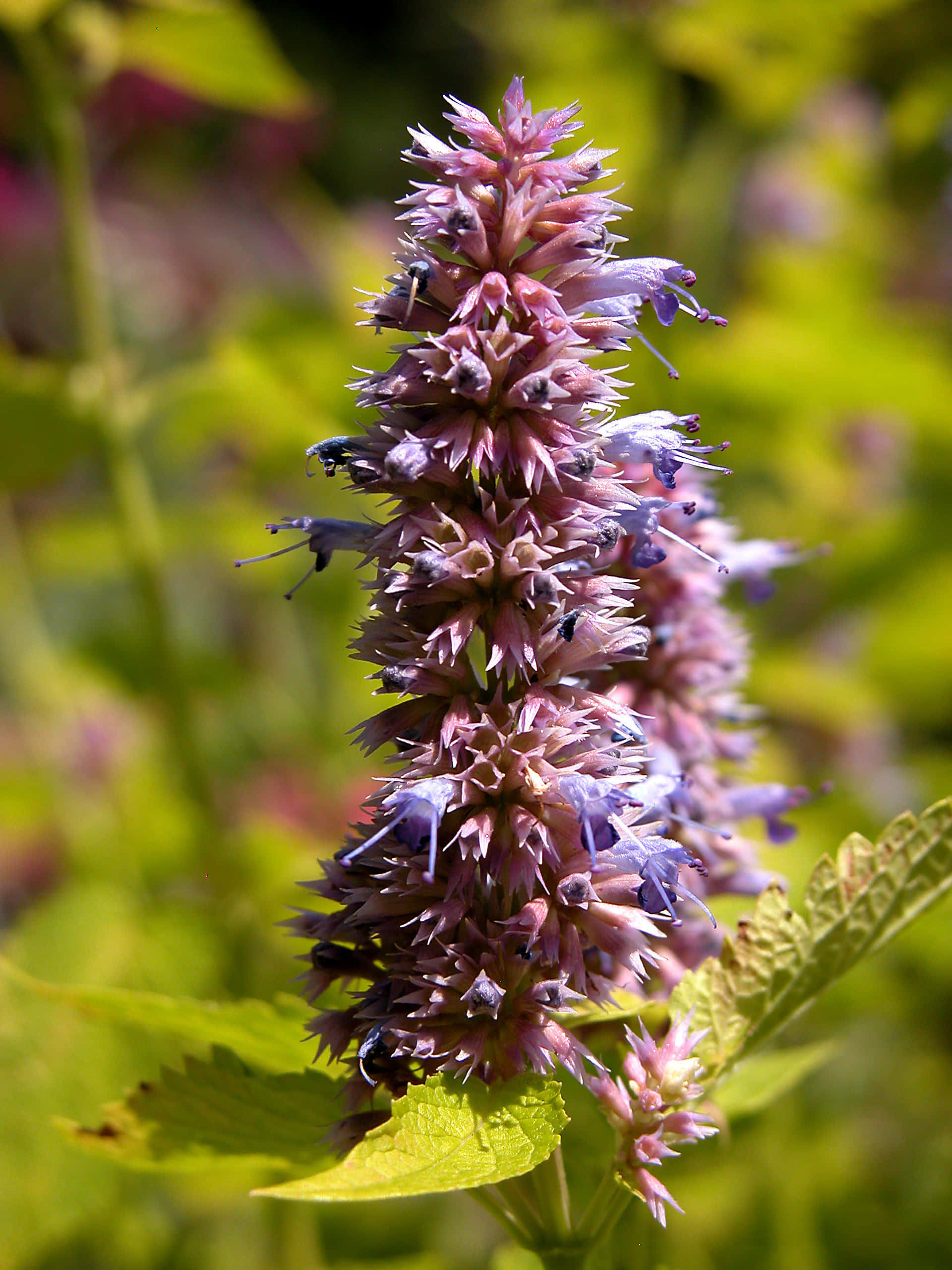 Purple Licorice, 1920 x 2560, spiky purple flower, 2K Phone Wallpaper