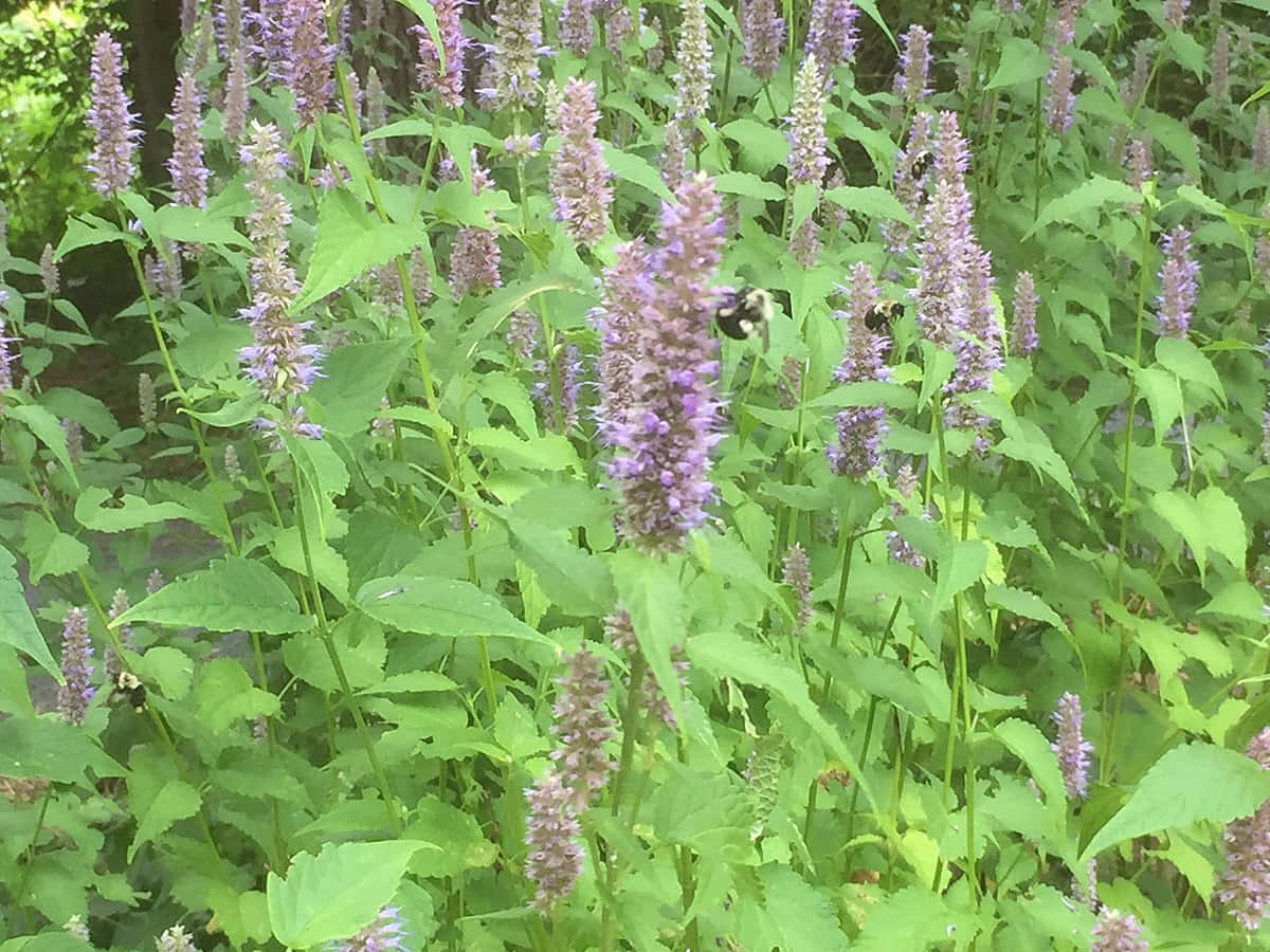 Purple Licorice, purple flowers, lush green meadow, SD Desktop Wallpaper