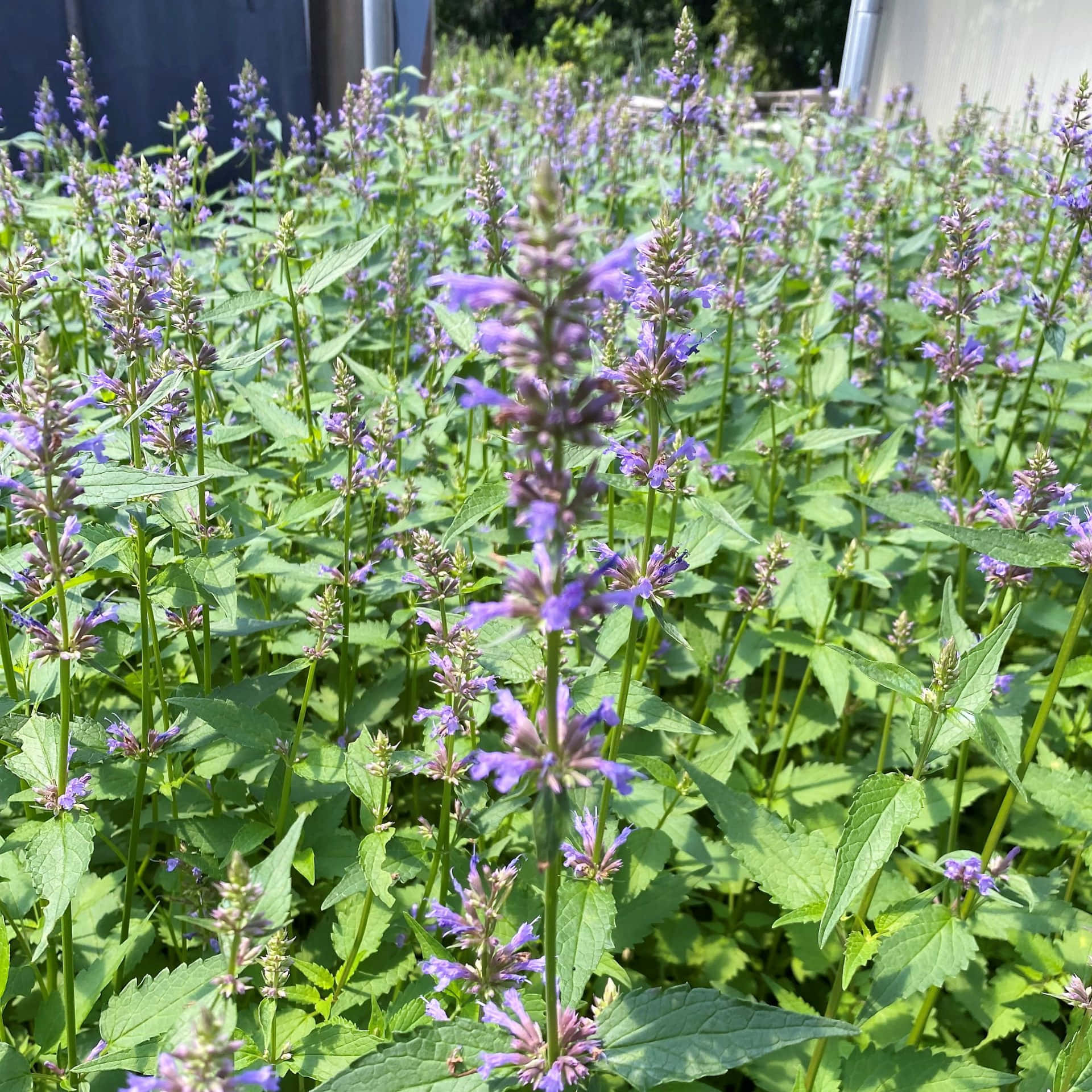 Purple Licorice, vibrant field of purple flowering plants, lush green leaves, Full HD Desktop Wallpaper