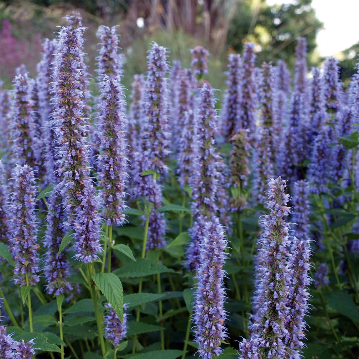 Purple Licorice, lavender purple flowers, lush green leaves, SD Desktop Wallpaper