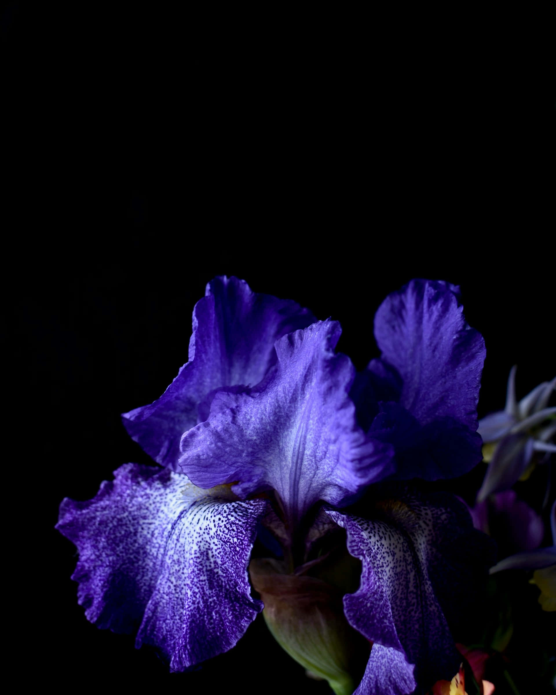moody purple iris, vibrant purple iris, speckled petals, Full HD Phone Wallpaper