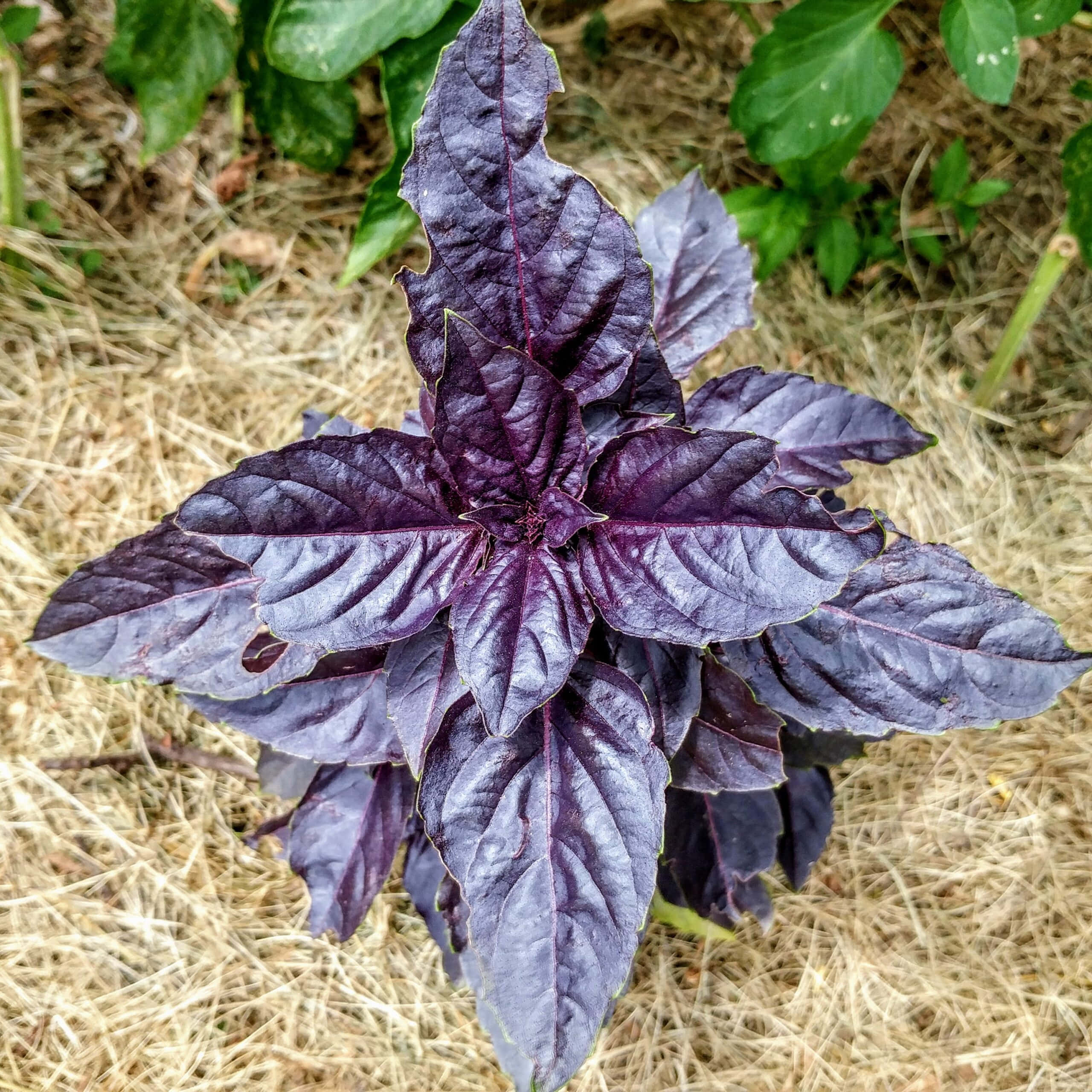 purple basil, textured leaves, dry straw mulch, 2K Desktop Wallpaper