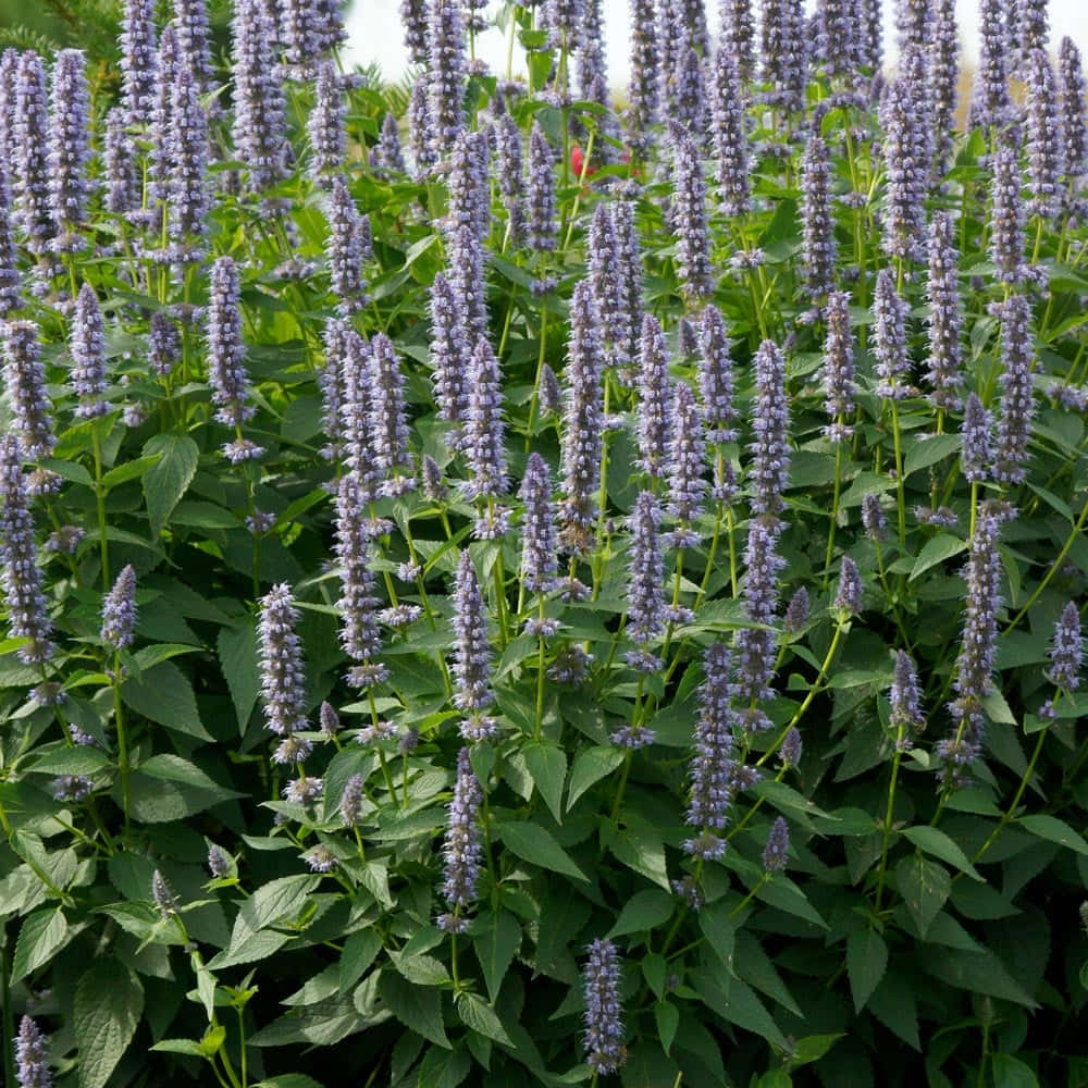 Purple Licorice, lavender purple, lush green leaves, SD Desktop Wallpaper