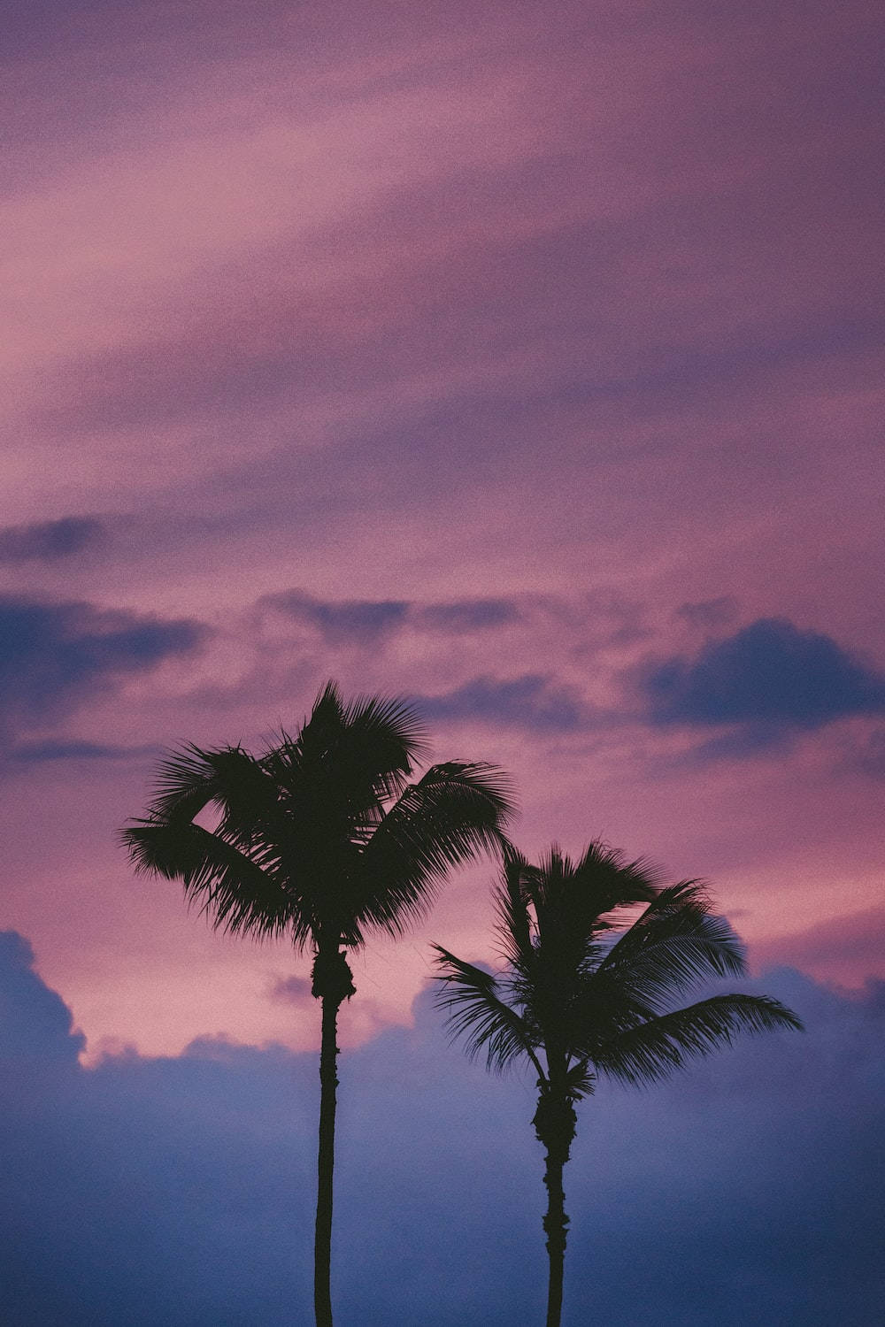 light purple aesthetic, palm trees, twilight sky, HD Phone Wallpaper