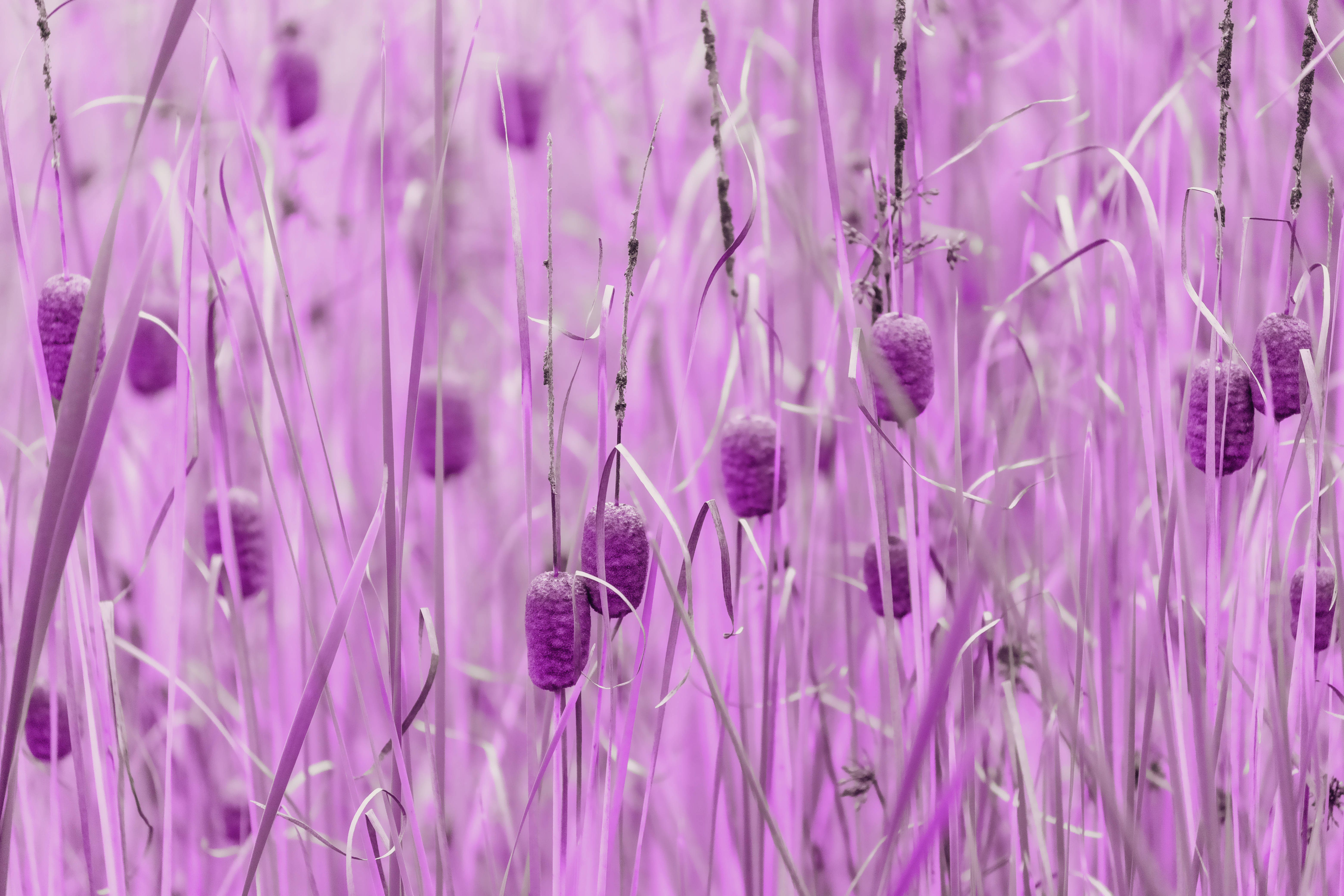 purple pastel aesthetic, bulrushes, purple cattails, 5K Desktop Wallpaper