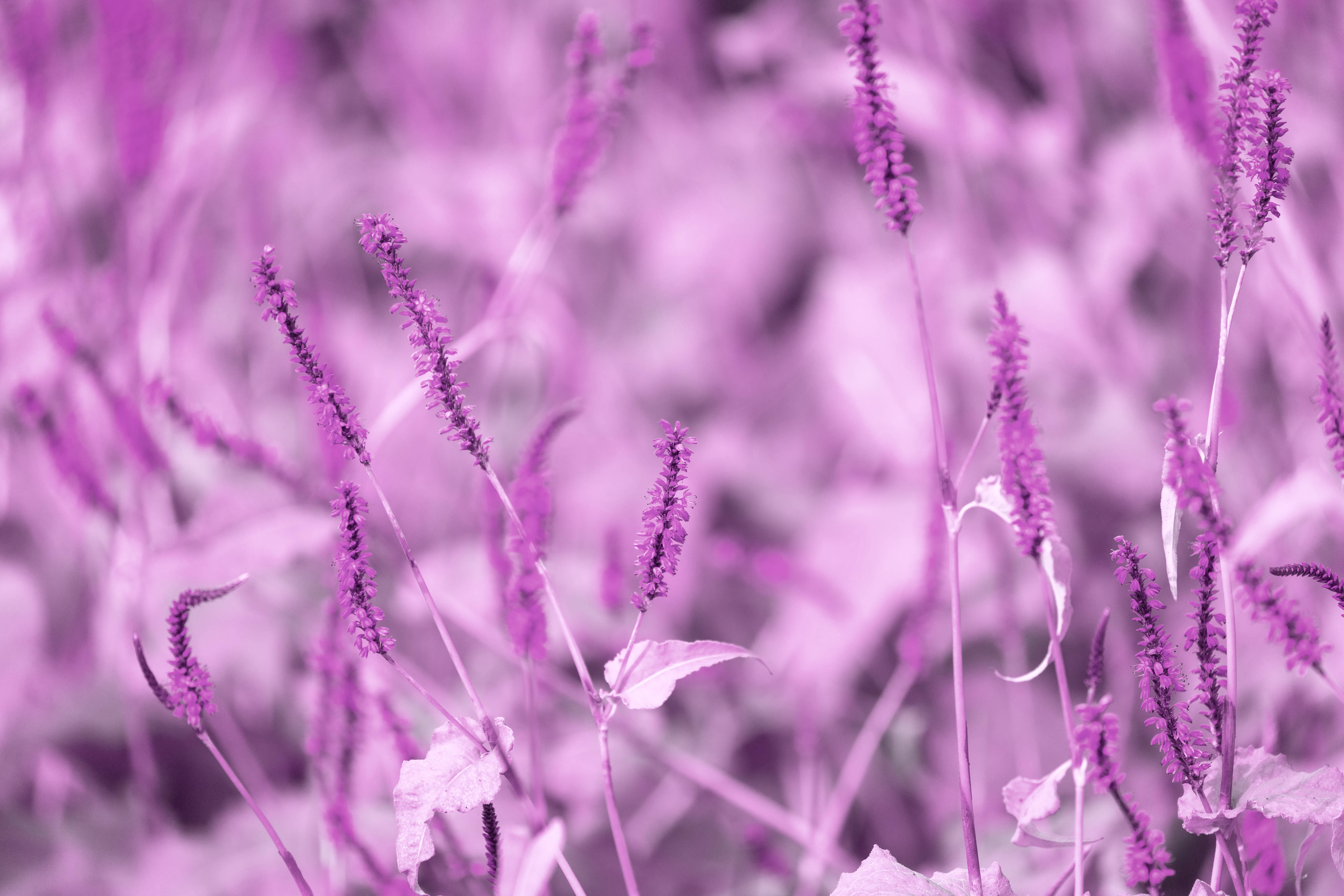 Purple Pastel Aesthetic, lavender, soft purple spikes of flowers, 5K Desktop Wallpaper
