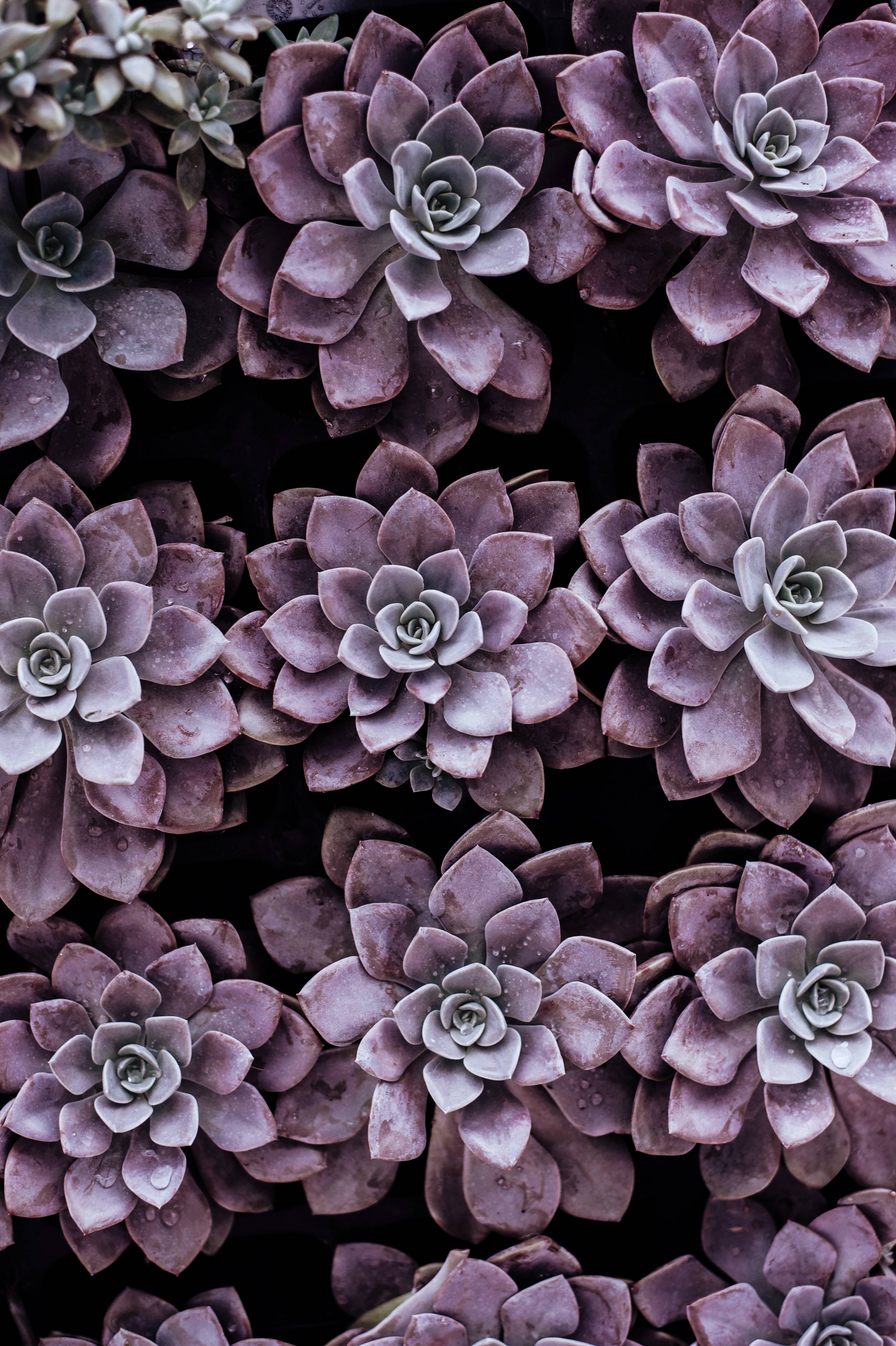 purple succulents, dew drops, dark background, 4K Phone Wallpaper