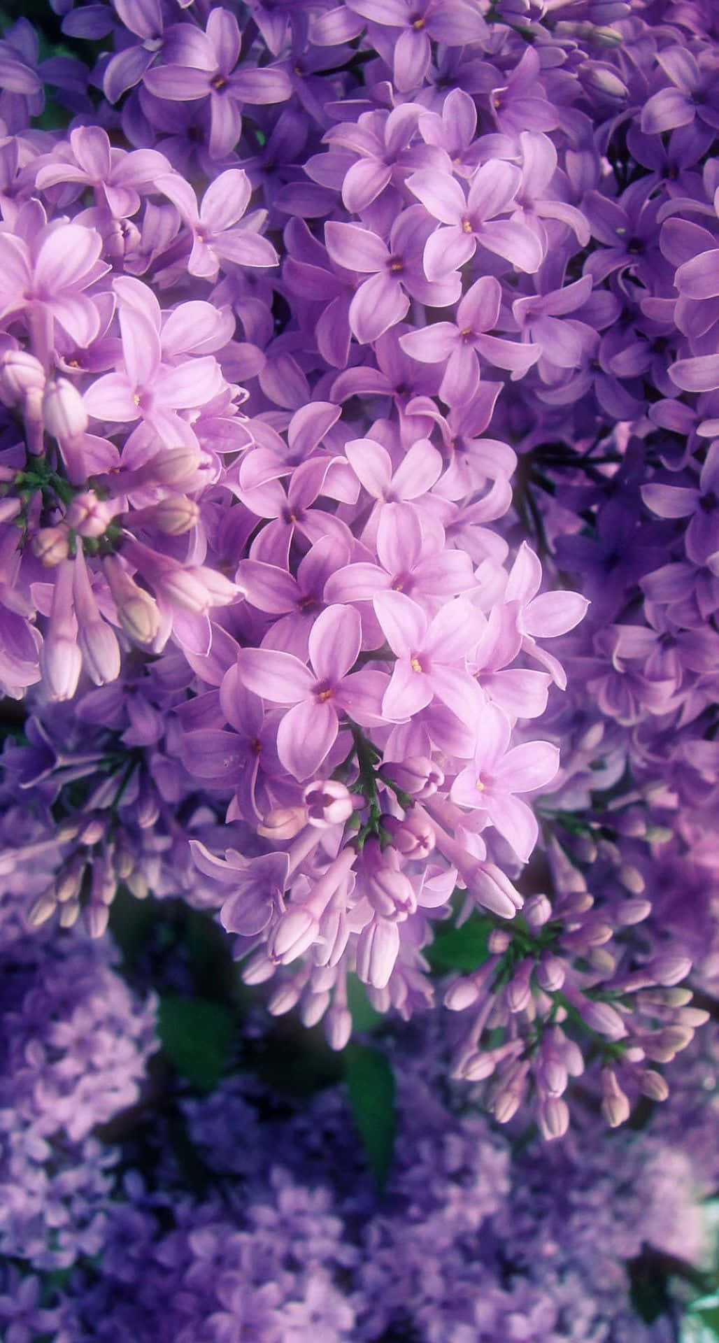 Purple Pastel iPhone, purple lilac blossoms, soft petals, Full HD Phone Wallpaper