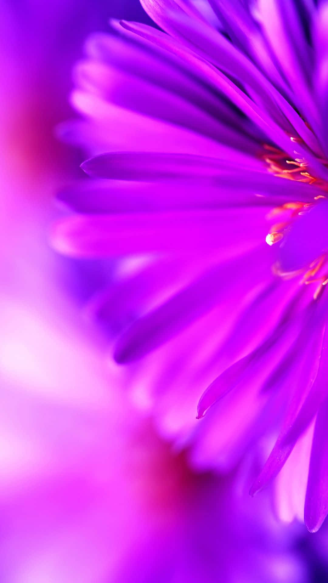 Purple Phone, dandelion flower, vibrant purple, Full HD Phone Wallpaper