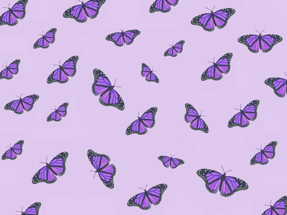 purple monarch butterflies, black and white accents, soft lavender background, SD Desktop Wallpaper