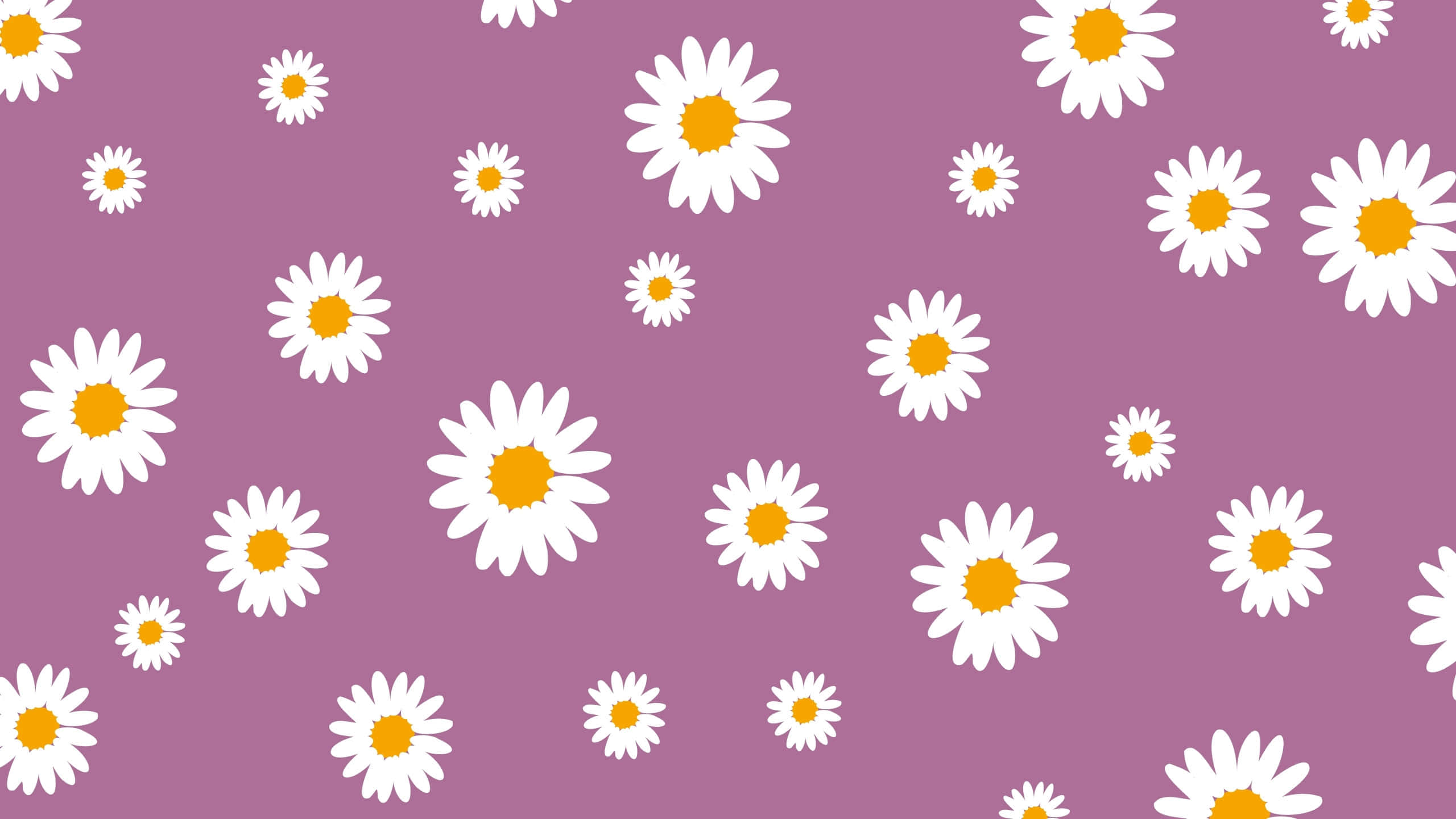 purple daisy pattern, white daisies, yellow centers, 2K Desktop Wallpaper