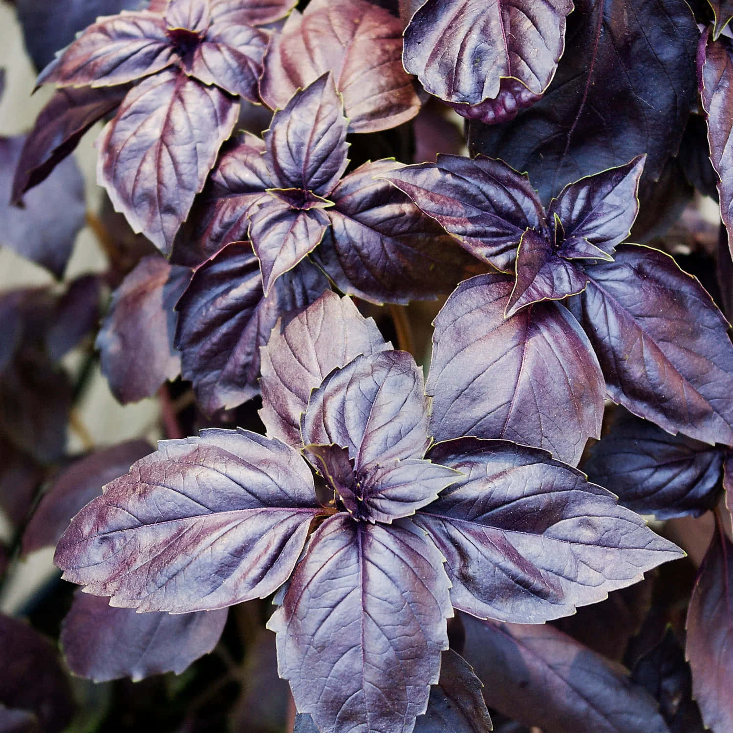 purple basil, vibrant purple basil leaves, detailed veins, HD Desktop Wallpaper