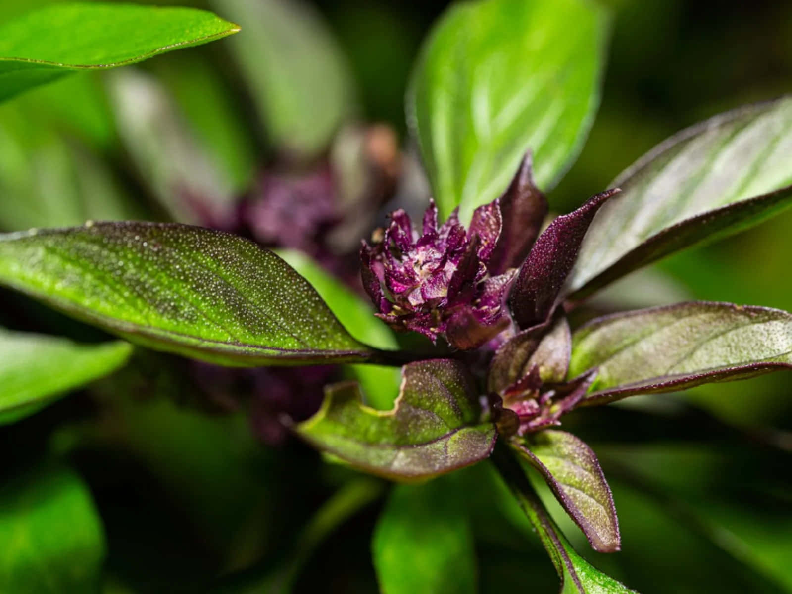 purple basil, vibrant green basil leaves, dew drops, HD Desktop Wallpaper