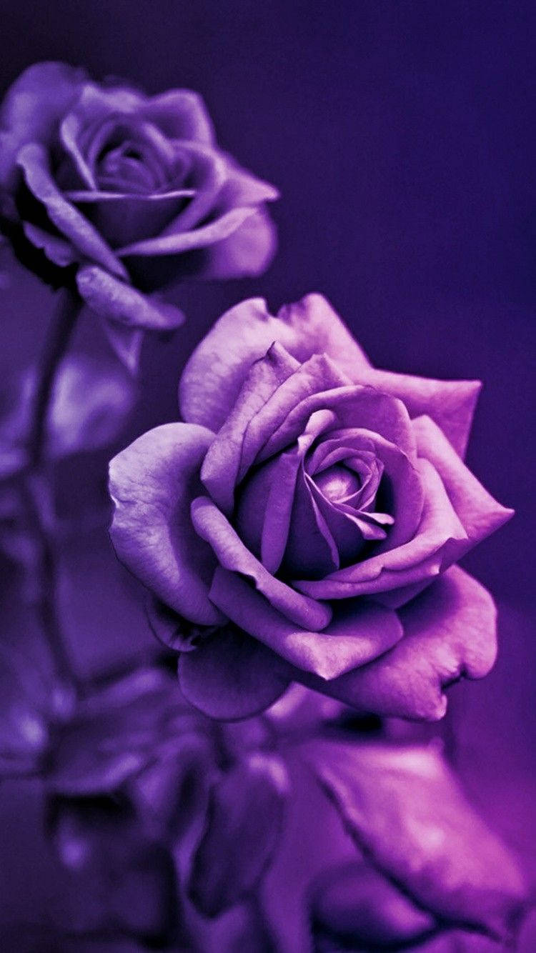deep purple roses, velvety dark purple backdrop, shallow depth of field, HD Phone Wallpaper