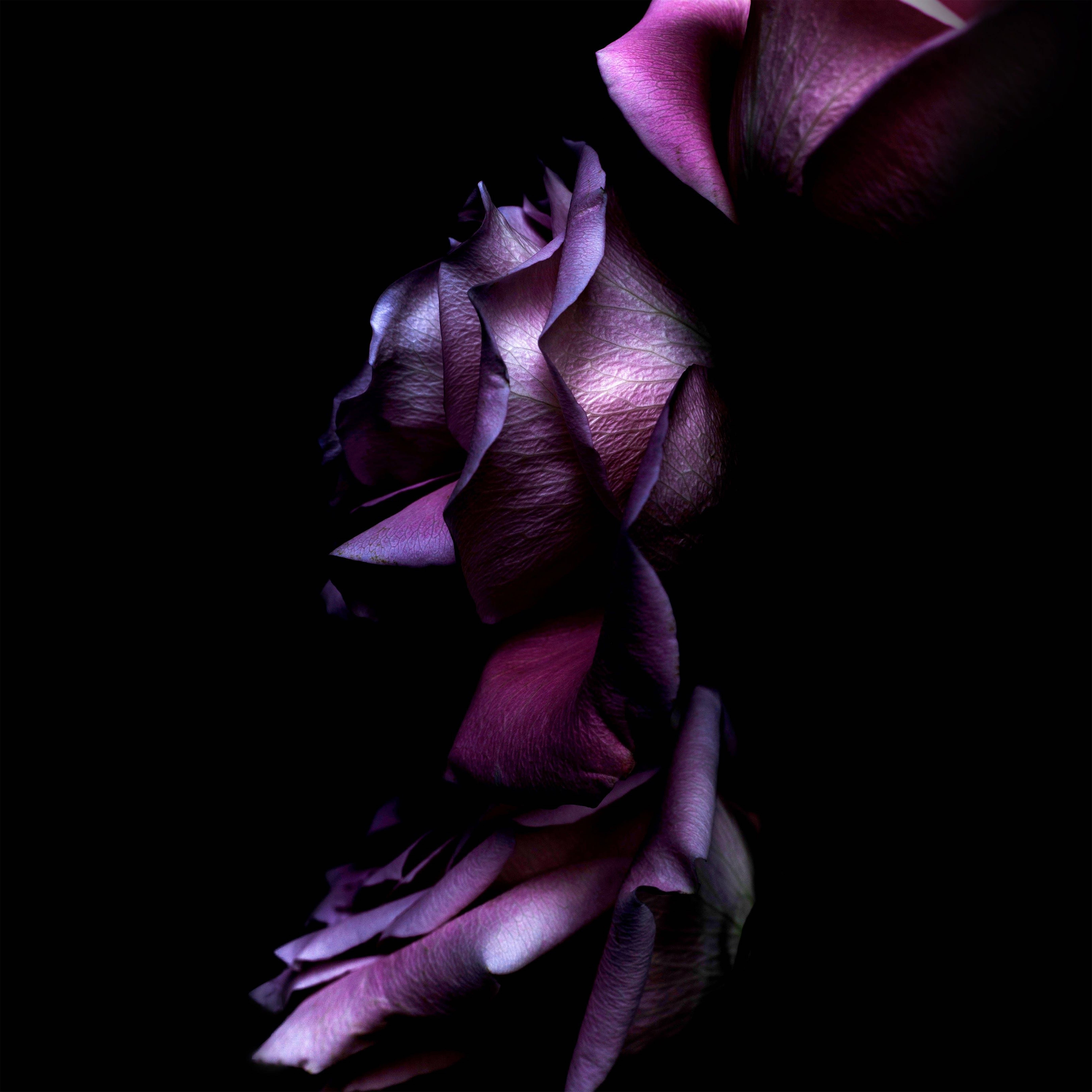 4K, deep purple rose, soft light, 5K Desktop Wallpaper