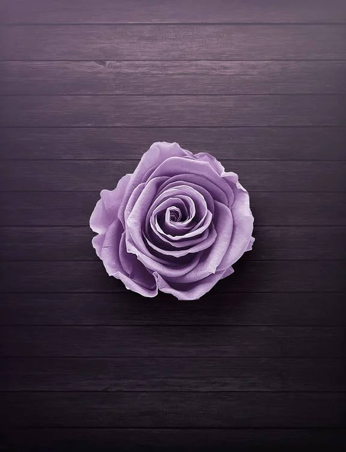 Purple Rose, lavender rose, dark wooden plank surface, HD Phone Wallpaper