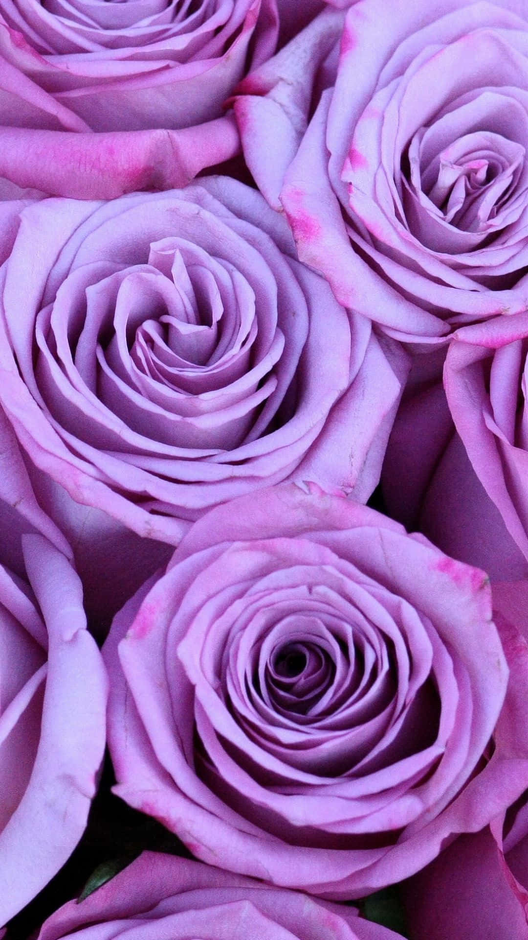 Purple Pastel iPhone, lavender roses, pink-tipped petals, Full HD Phone Wallpaper