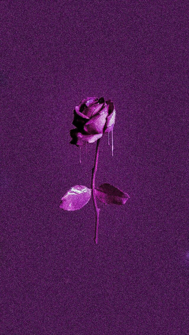 Purple Rose, melting petals, textured deep purple background, SD Phone Wallpaper