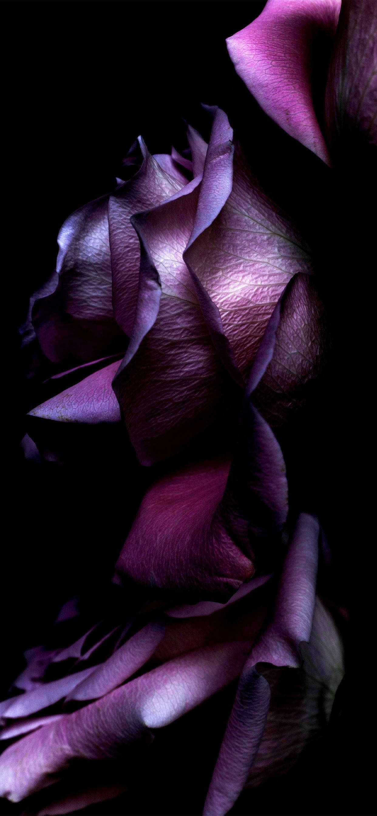 Purple Rose, deep purple rose, velvety petals, 2K Phone Wallpaper