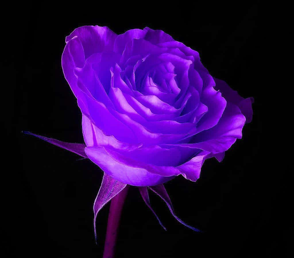 Purple Cool Rose, luminous purple rose, electric hue, SD Desktop Wallpaper
