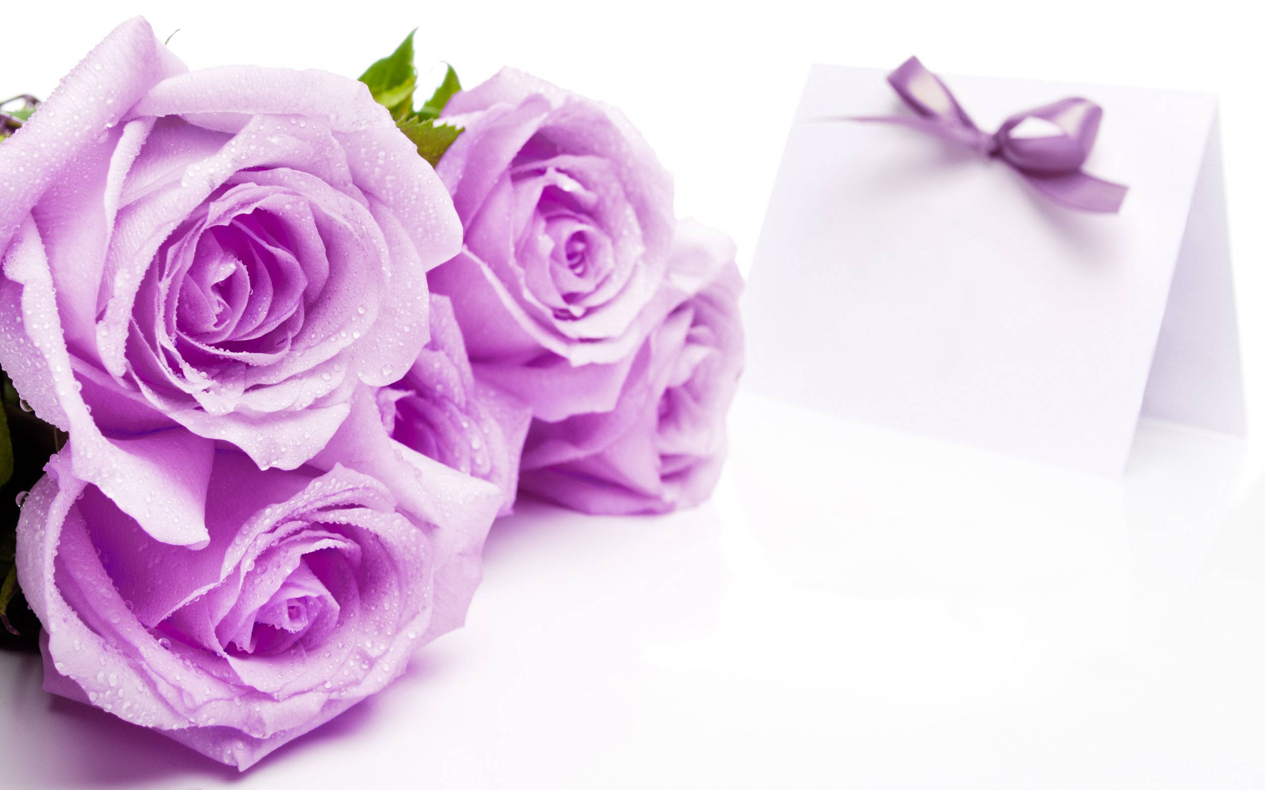 light purple, soft lavender roses, dew, 2K Desktop Wallpaper
