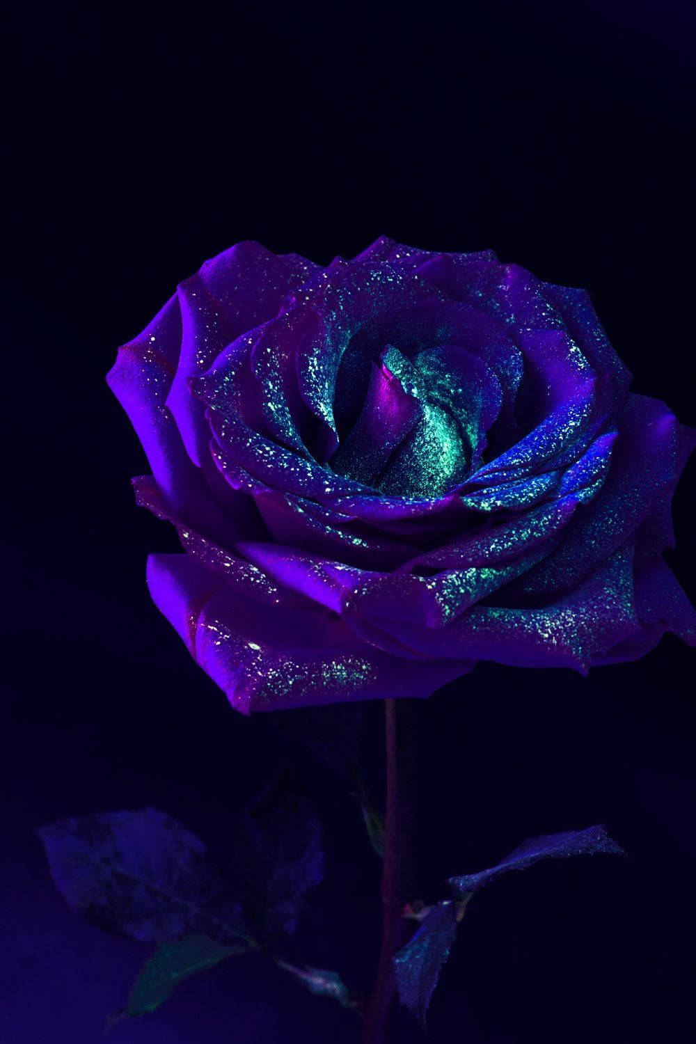 Purple Rose, glitter dust, iridescent purple, HD Phone Wallpaper