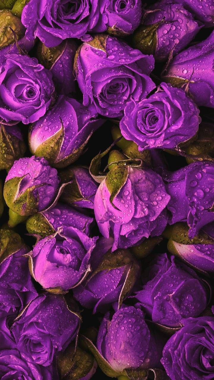 purple roses, dewdrops, lush close-up floral arrangement, HD Phone Wallpaper