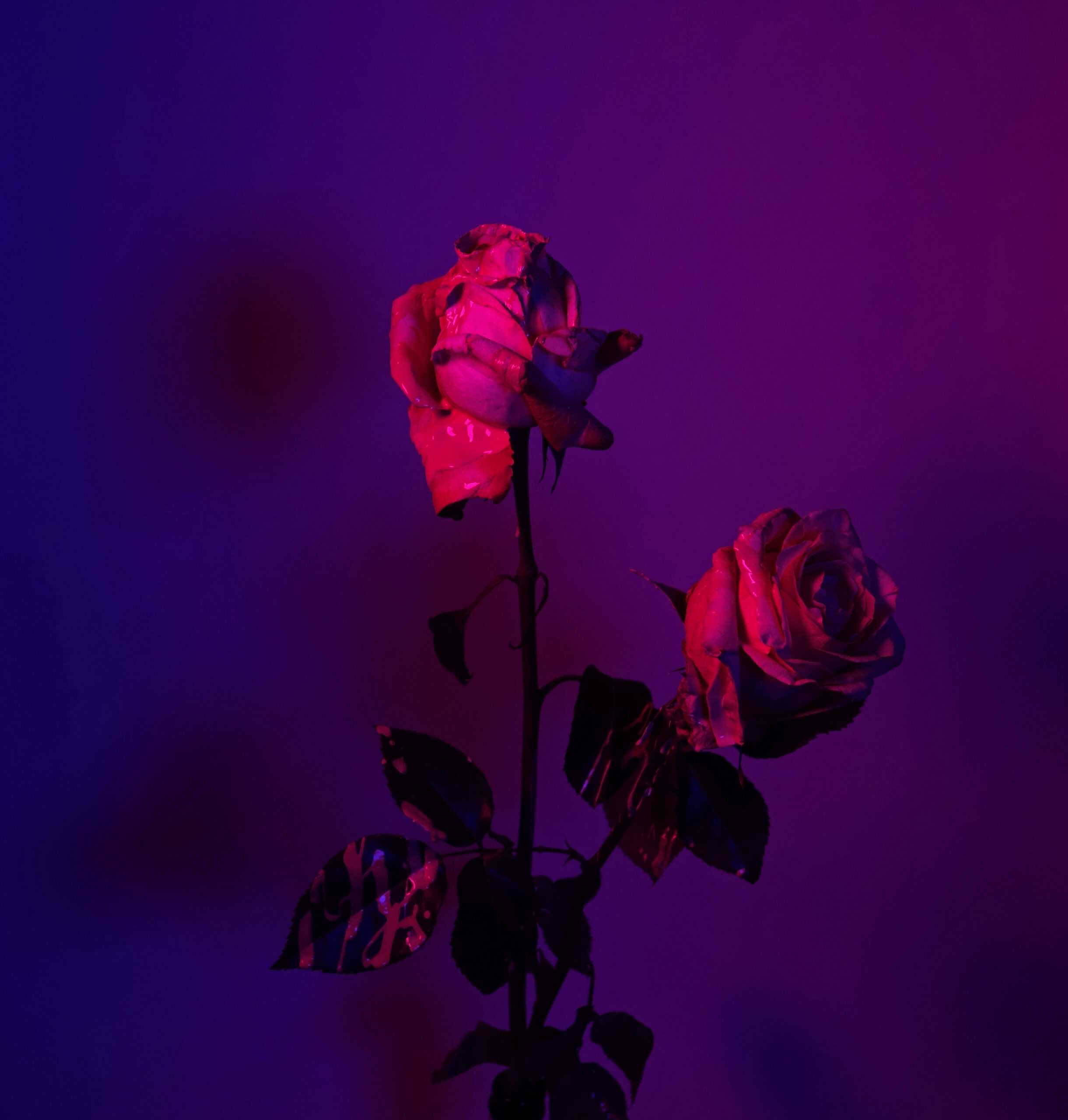 purple lighting, neon pink and purple lights, dark gradient background, 2K Phone Wallpaper