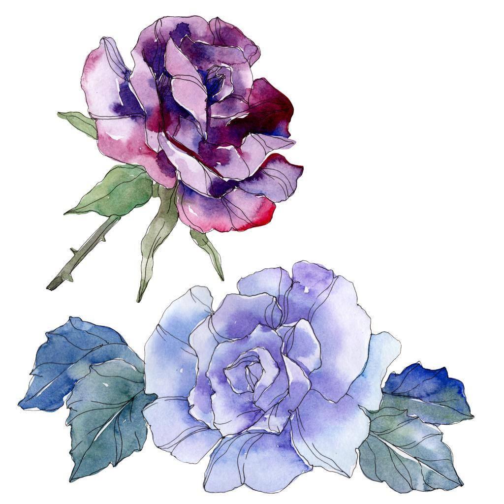 purple roses, watercolor roses, purple pink hues, SD Desktop Wallpaper